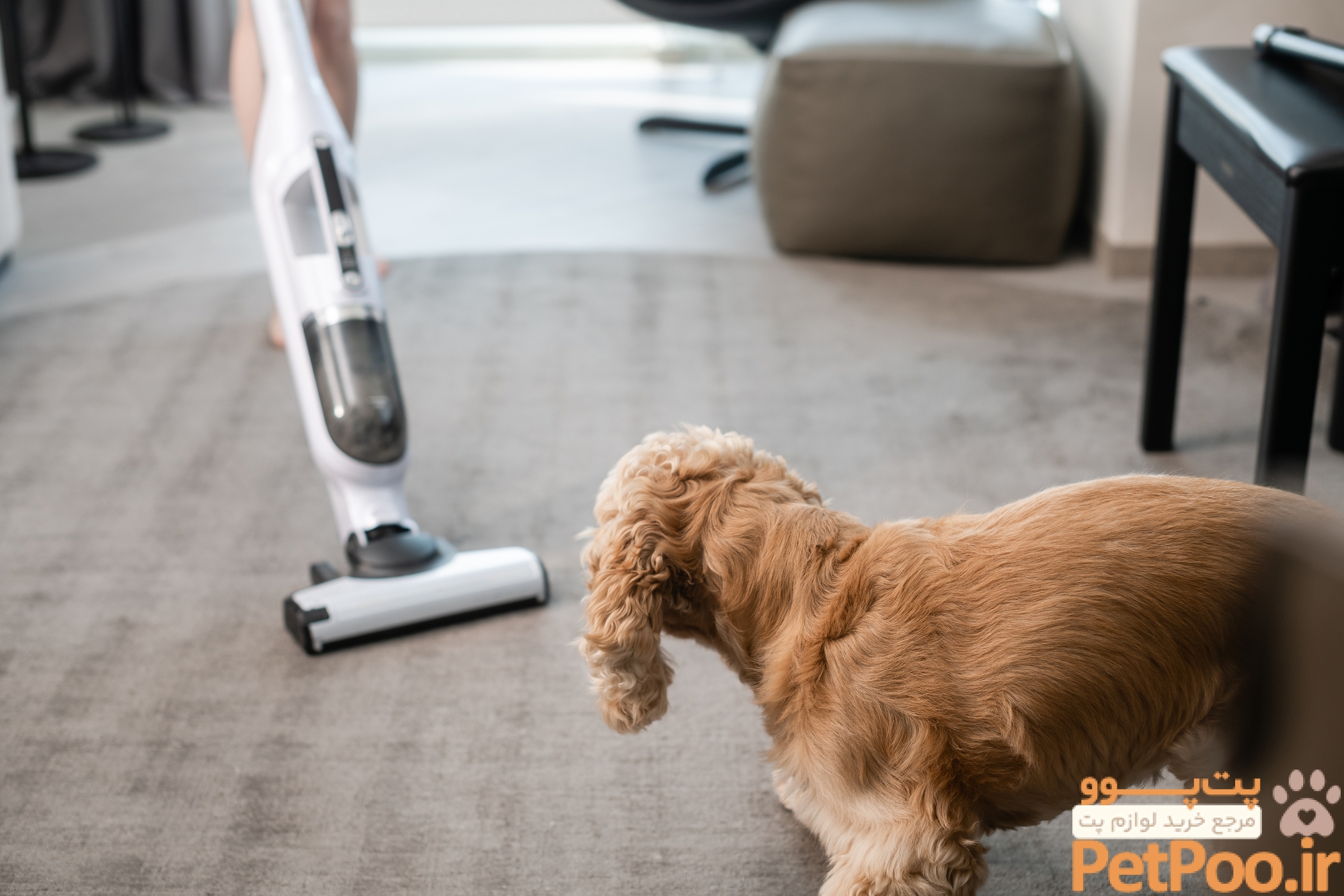 Recognizing Abnormal Canine Stress and Dog Anxiety | PetHub