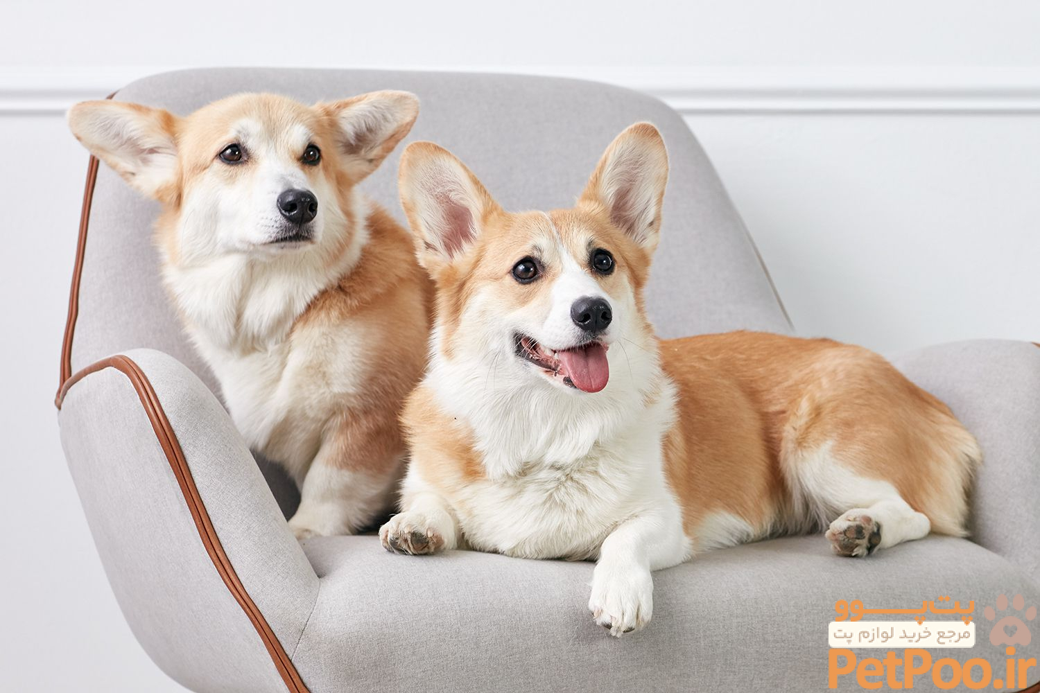 10 Best Dog Breeds for Cuddling