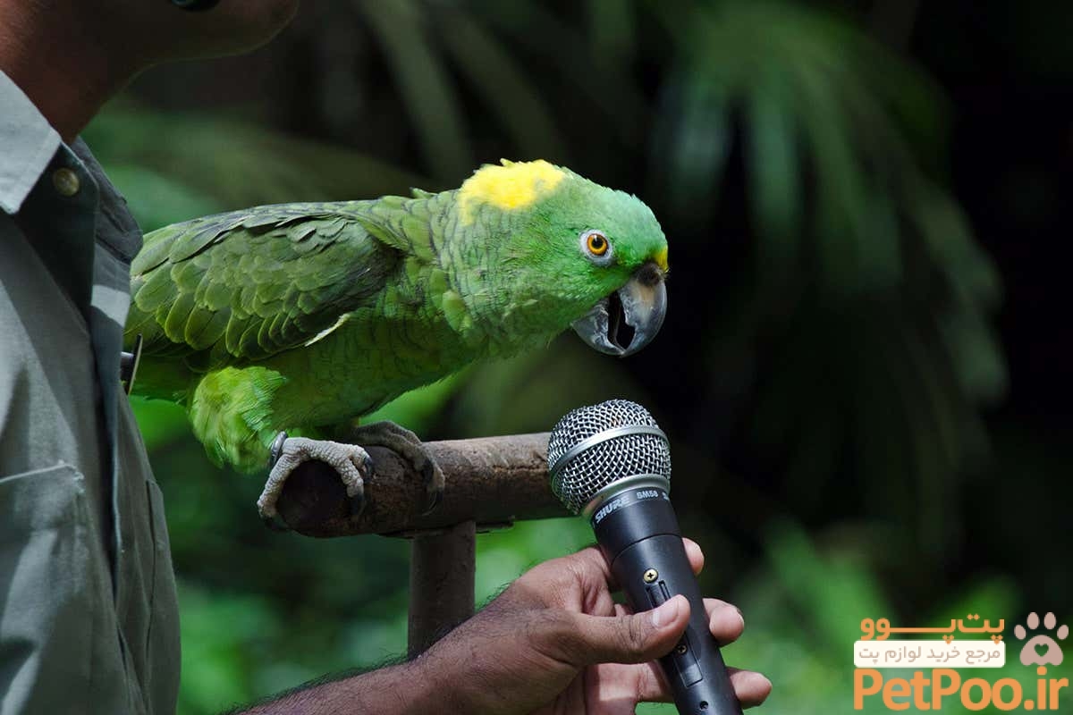 باهوش ترین حیوانات خانگی کدامند؟ 4 What is the evolutionary advantage of birds' ability to mimic sounds? | New Scientist