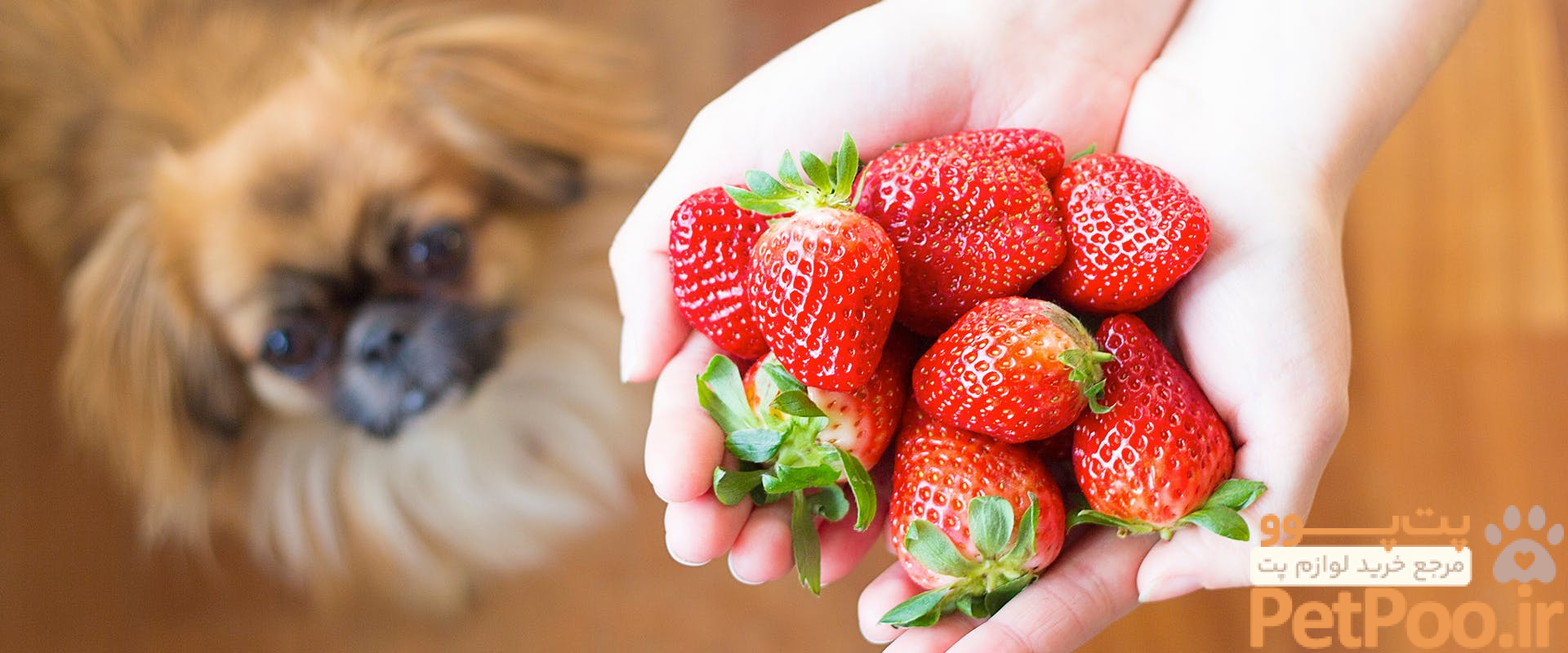 آیا سگ می تواند توت فرنگی بخورد؟ 4 Can Dogs Eat Strawberries? | TrustedHousesitters.com