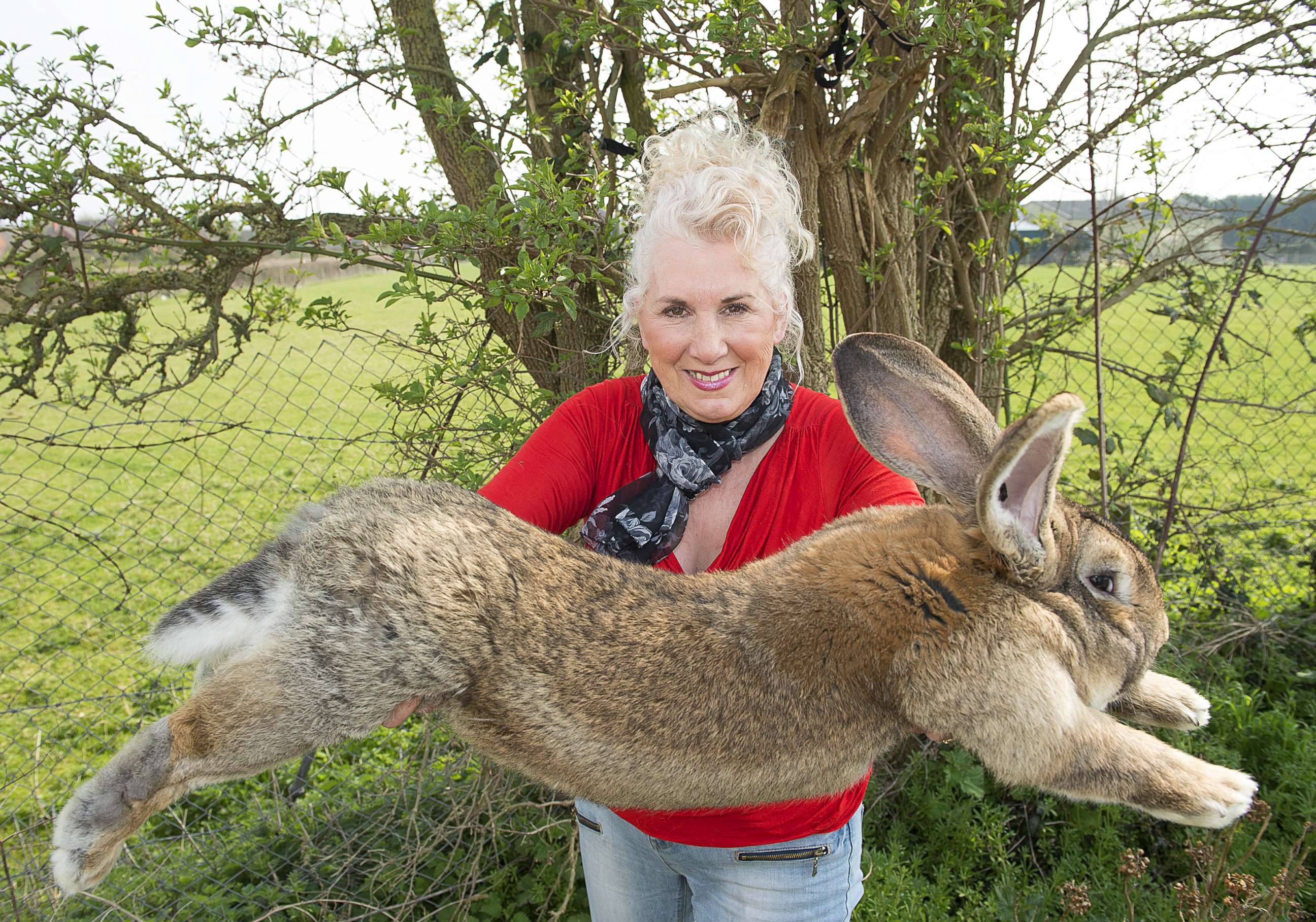 کدام حیوان خانگی بیشترین طول عمر را دارد و عمرشان چند سال است؟ 6 Guinness World Record's biggest rabbit stolen from home as police hunt for culprit - ABC News