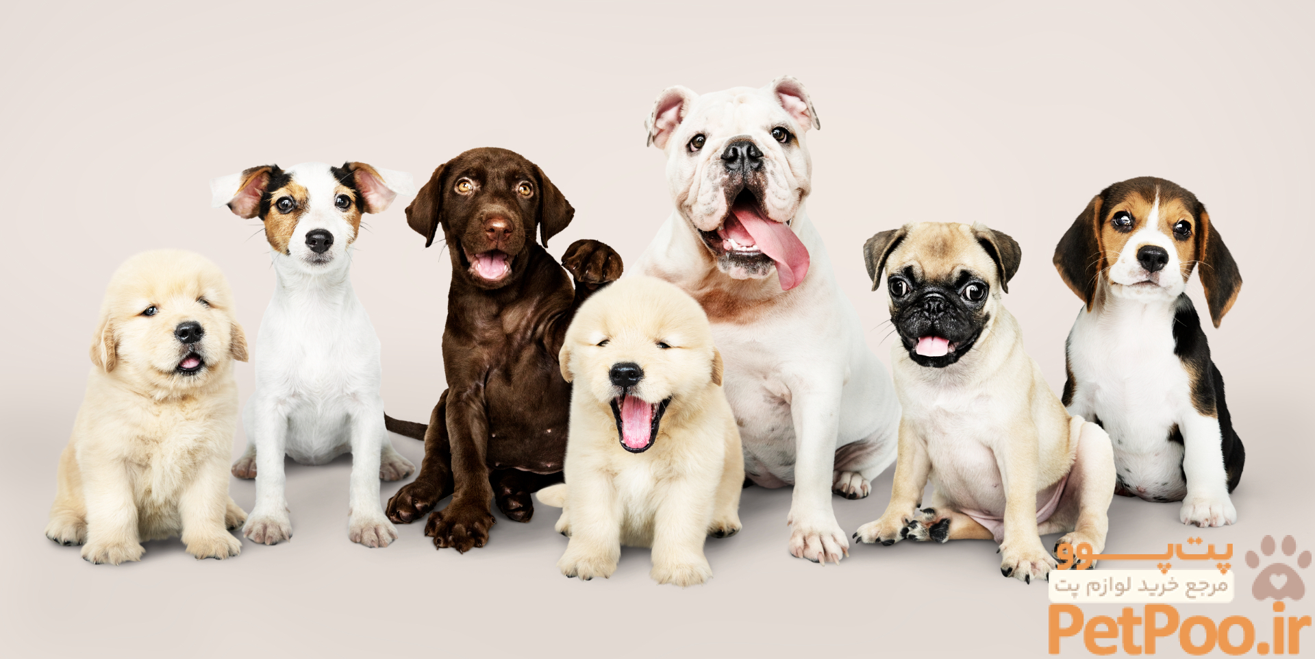 پت شاپ پـتــکـال | petcallshop