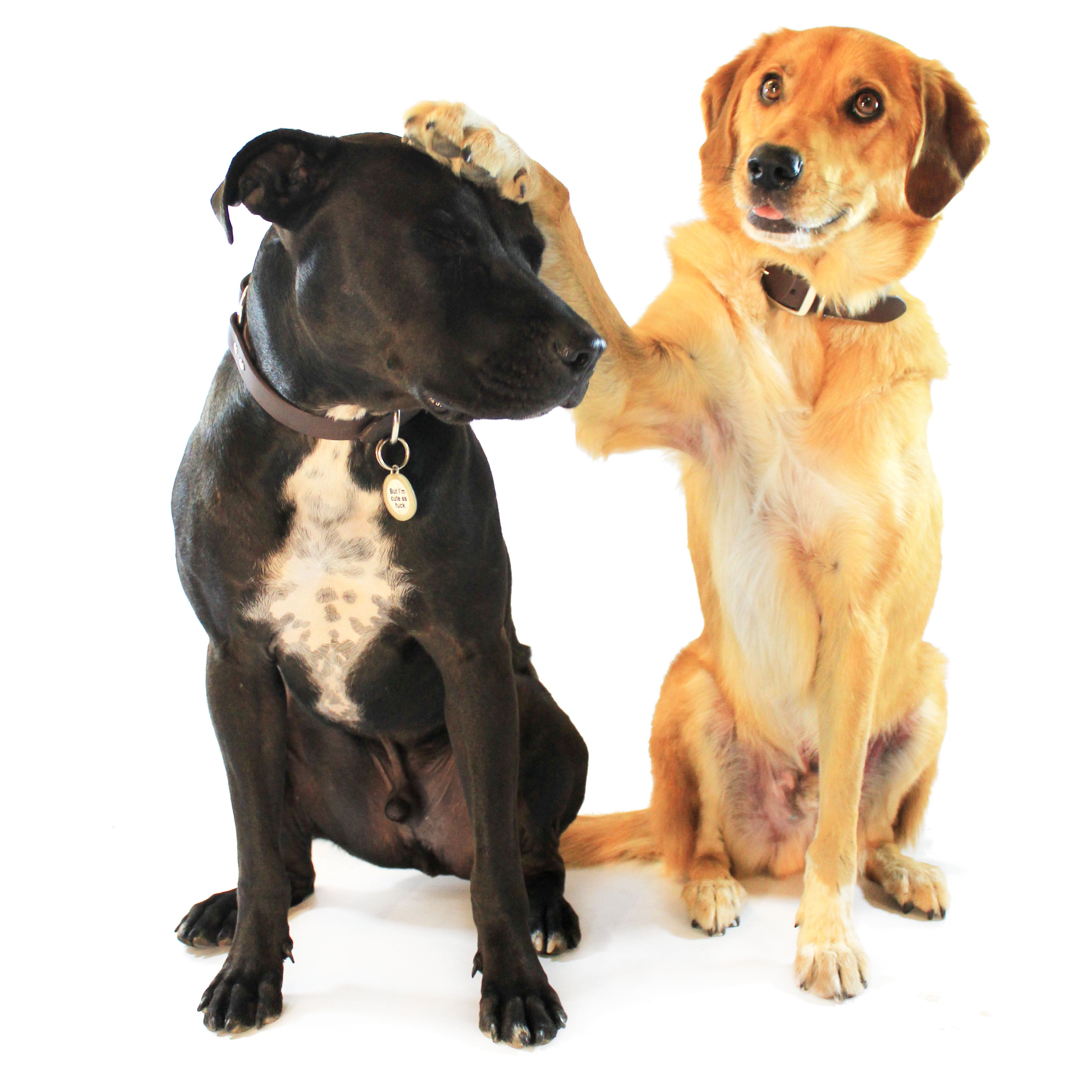 راهنمای آموزش پارس نکردن یا واق واق نکردن به سگ ها 3 How to Train a Dog Not to Bark: Why Do Dogs Bark?