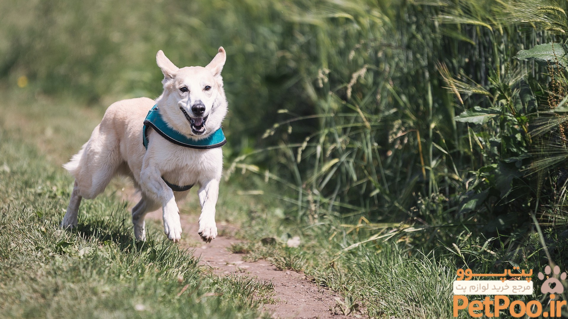 Dog Sterilization – Everything You Need To Know | iAdopt