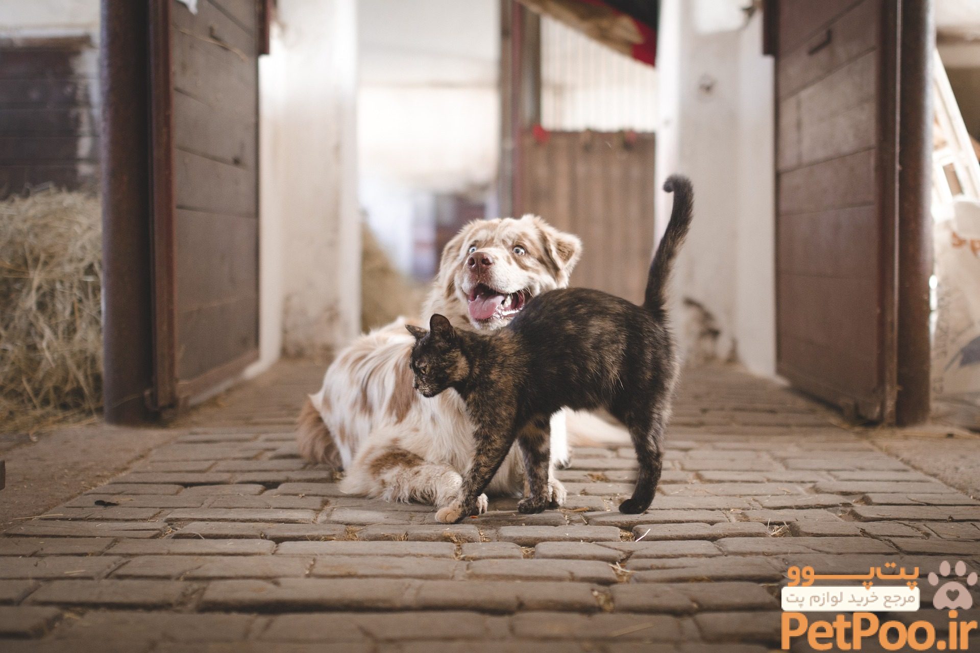 The Debate Over Which Pet is Better - Dogs or Cats - Champion Magazine - Online Magazine