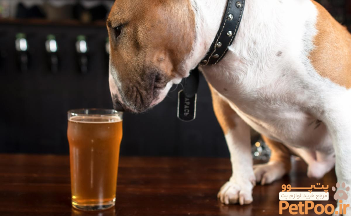 What Can Dogs Drink Besides Water? What About Milk, Tea, Juice, Lemonade, Soda, or Beer?