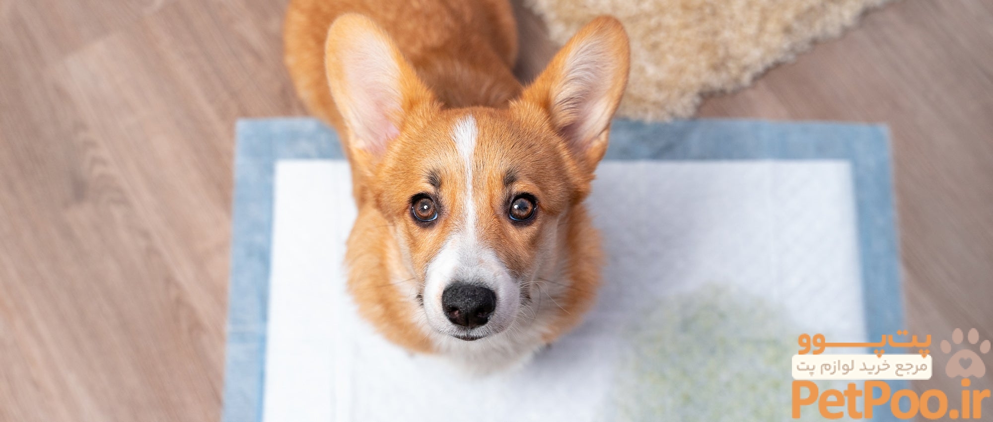 راهنمای 10 مرحلهای آموزش دستشویی سگ در جای مخصوص 2 Tips on how to potty train your dog or puppy | The Humane Society of the United States