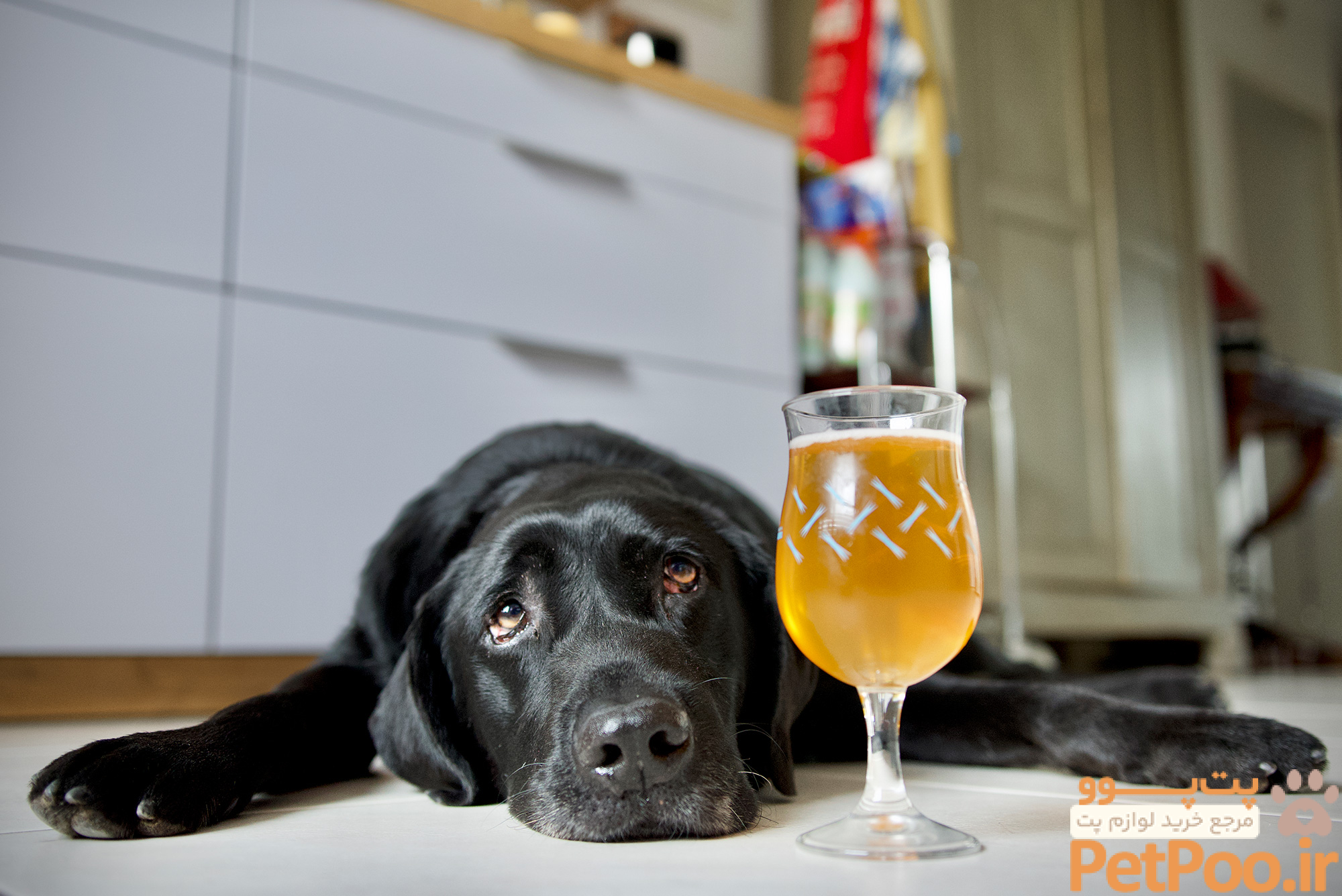 The Dangers of Giving Dogs Alcohol - Newsweek