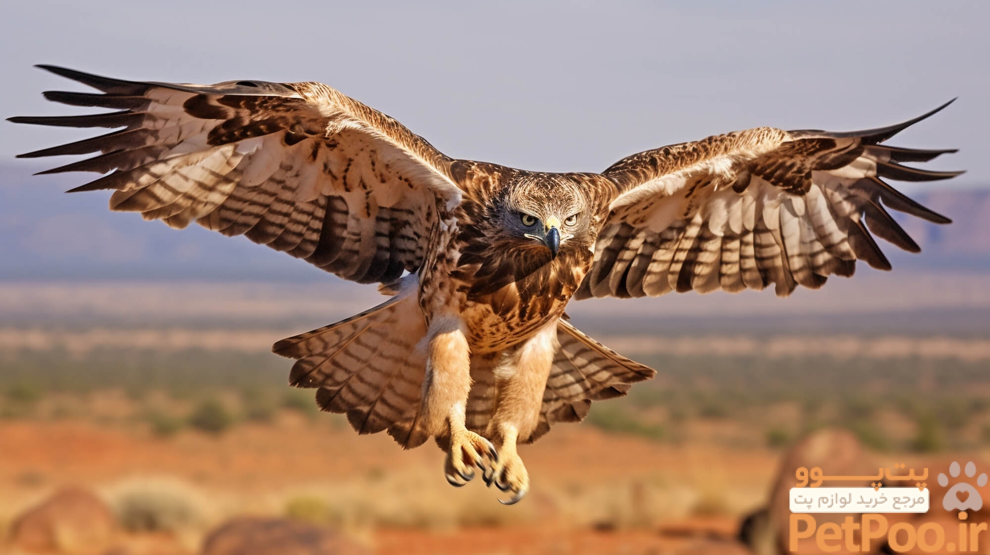 آیا عقاب و شاهین را میتوان بعنوان حیوان خانگی نگهداری کرد؟ 1 Can You Own A Pet Eagle?: Legality & Ethics - Discover Altai