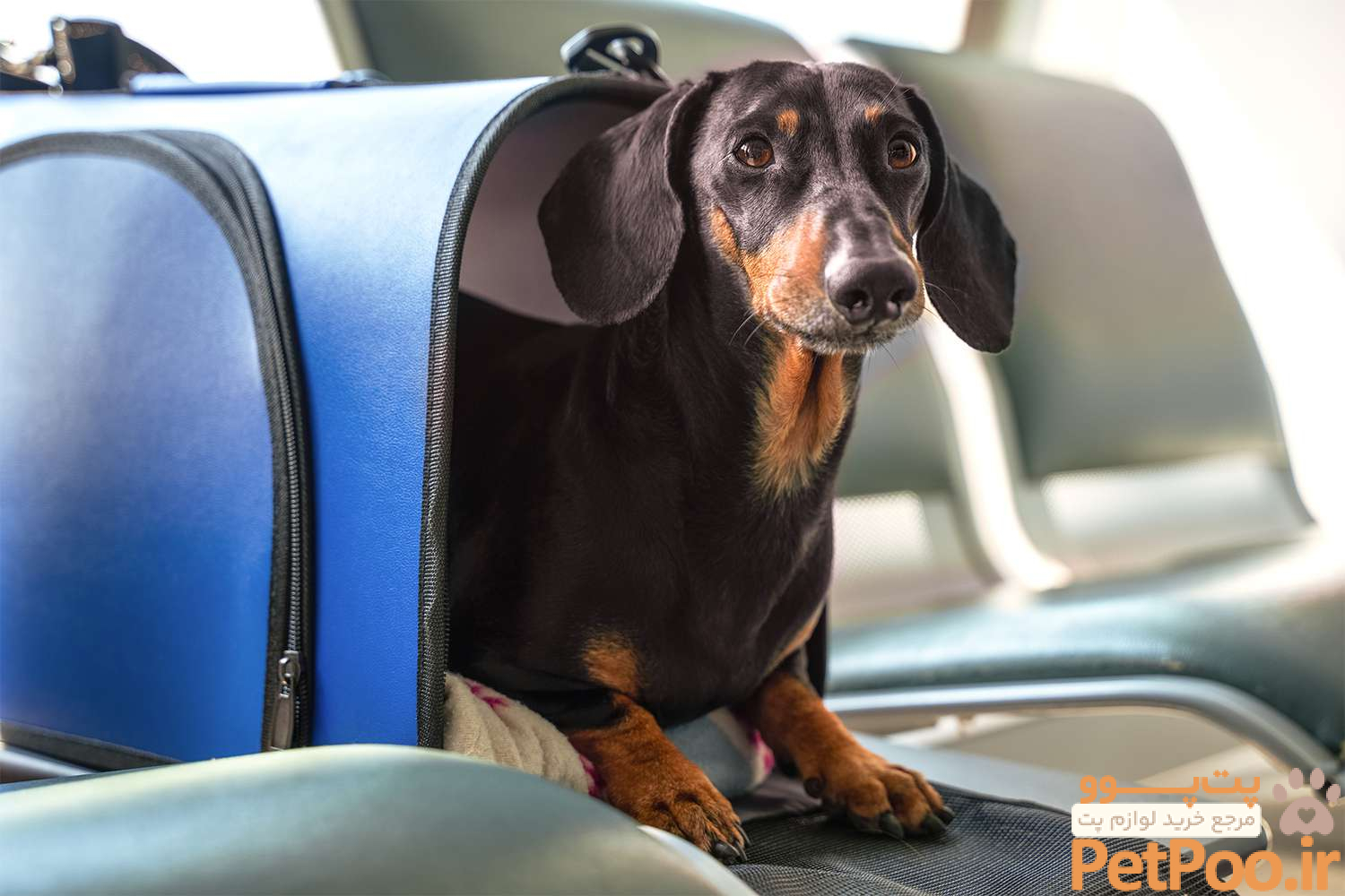 esa animals plane ESA0121 9b54a8906af842729c782368606a3095
