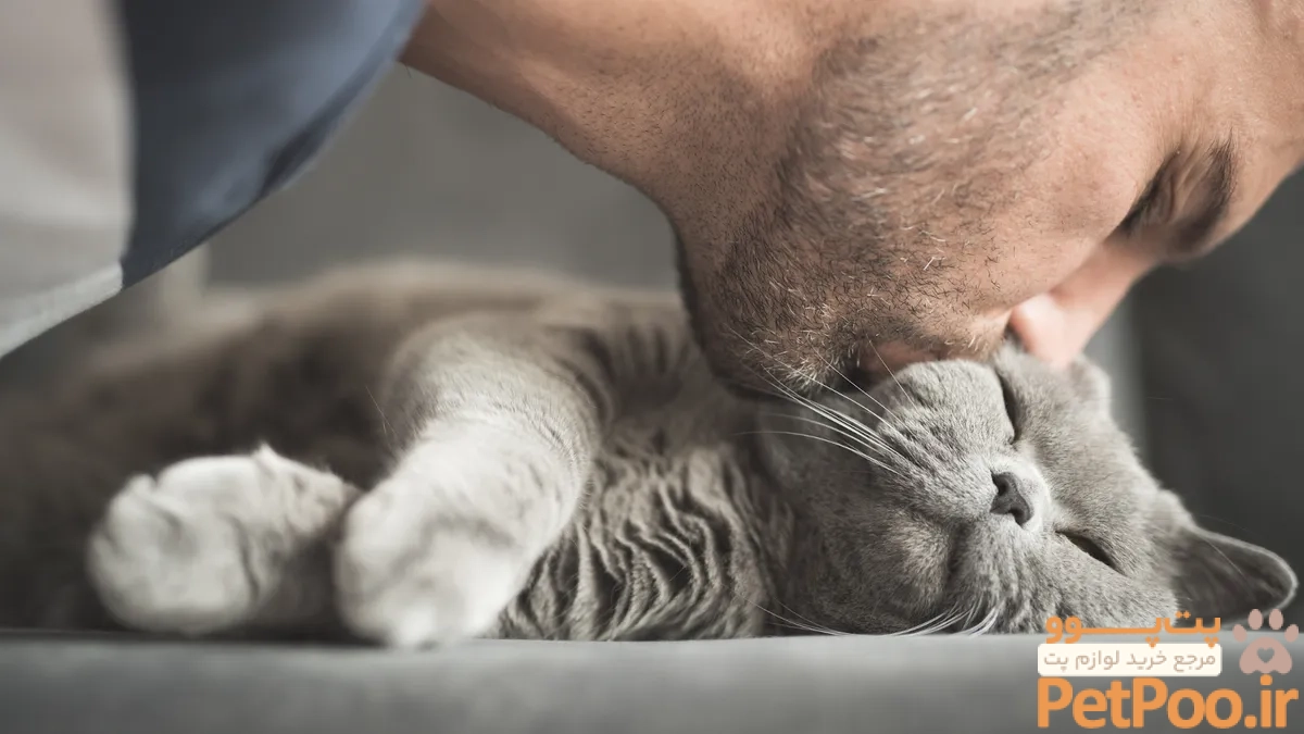 آیا گربه ها دلتنگ صاحبانشان میشوند؟ | همیارپت