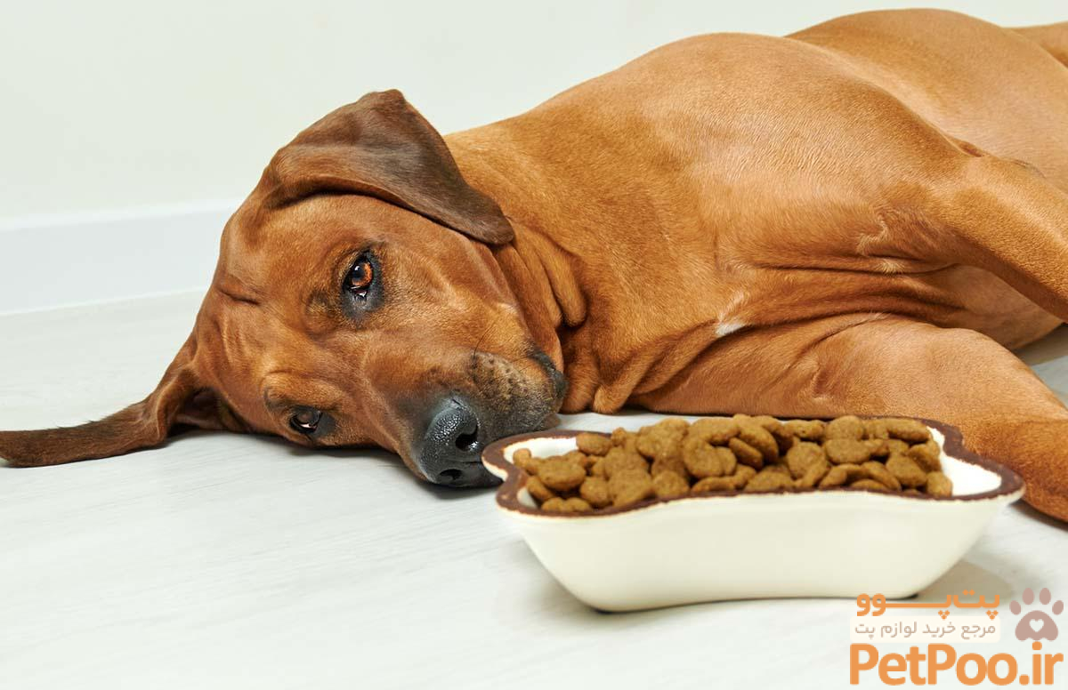 Why Does My Dog Not Want to Eat