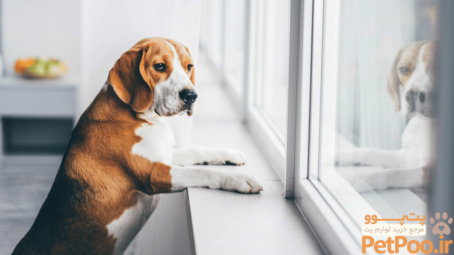 ۱۰ نکته کلیدی درباره نگهداری از سگ در منزل 5 How To Stop Dog Barking When Left Alone: 10 Tips To Try - Diggs