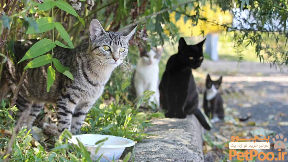 feral cats sitting scaled 1