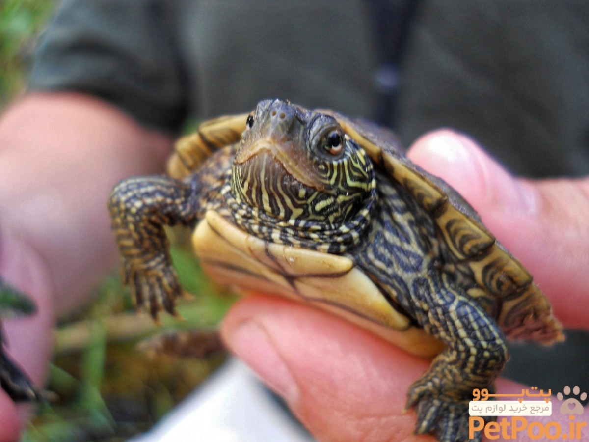 آیا لاک پشت حیوان خانگی مناسبی است؟ 3 5 Myths About Pet Turtles - PetHelpful