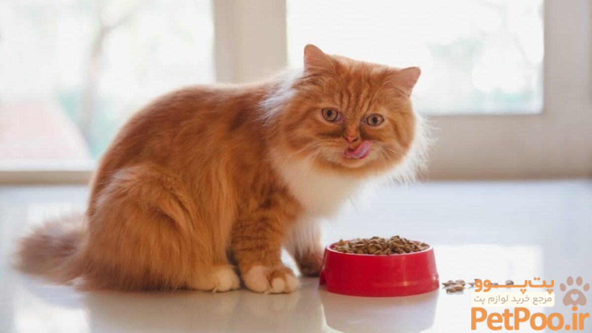 معرفی انواع ظرف غذای گربه و ویژگی های آن ها - پت پُرس