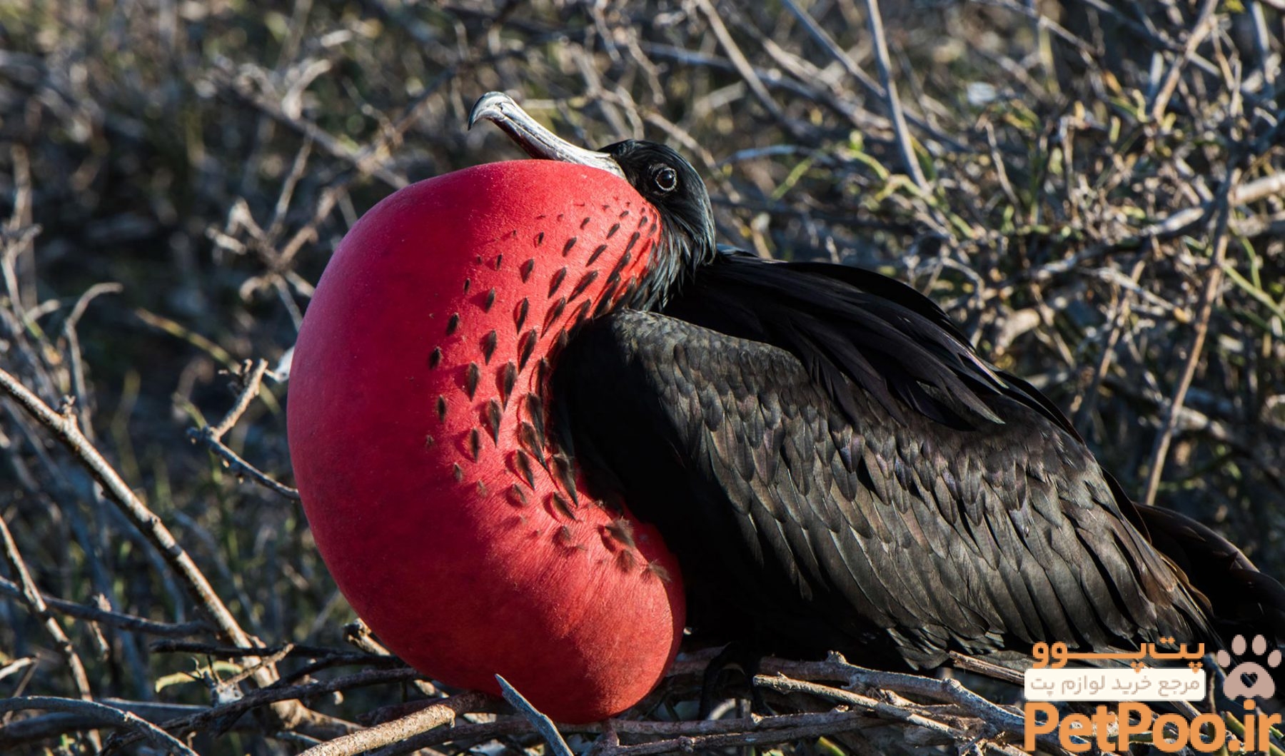 کدام پرنده حین پرواز میتواند بخوابد؟ 3 Frigatebird | Go Galapagos