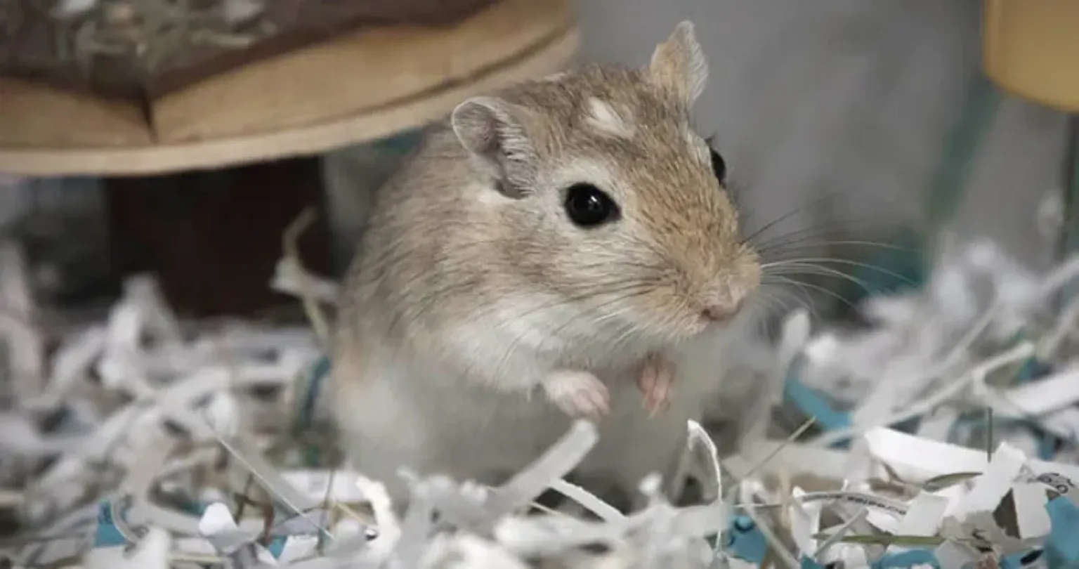 باهوش ترین حیوانات خانگی کدامند؟ 6 An introduction to gerbils | Pet advice | Woodgreen