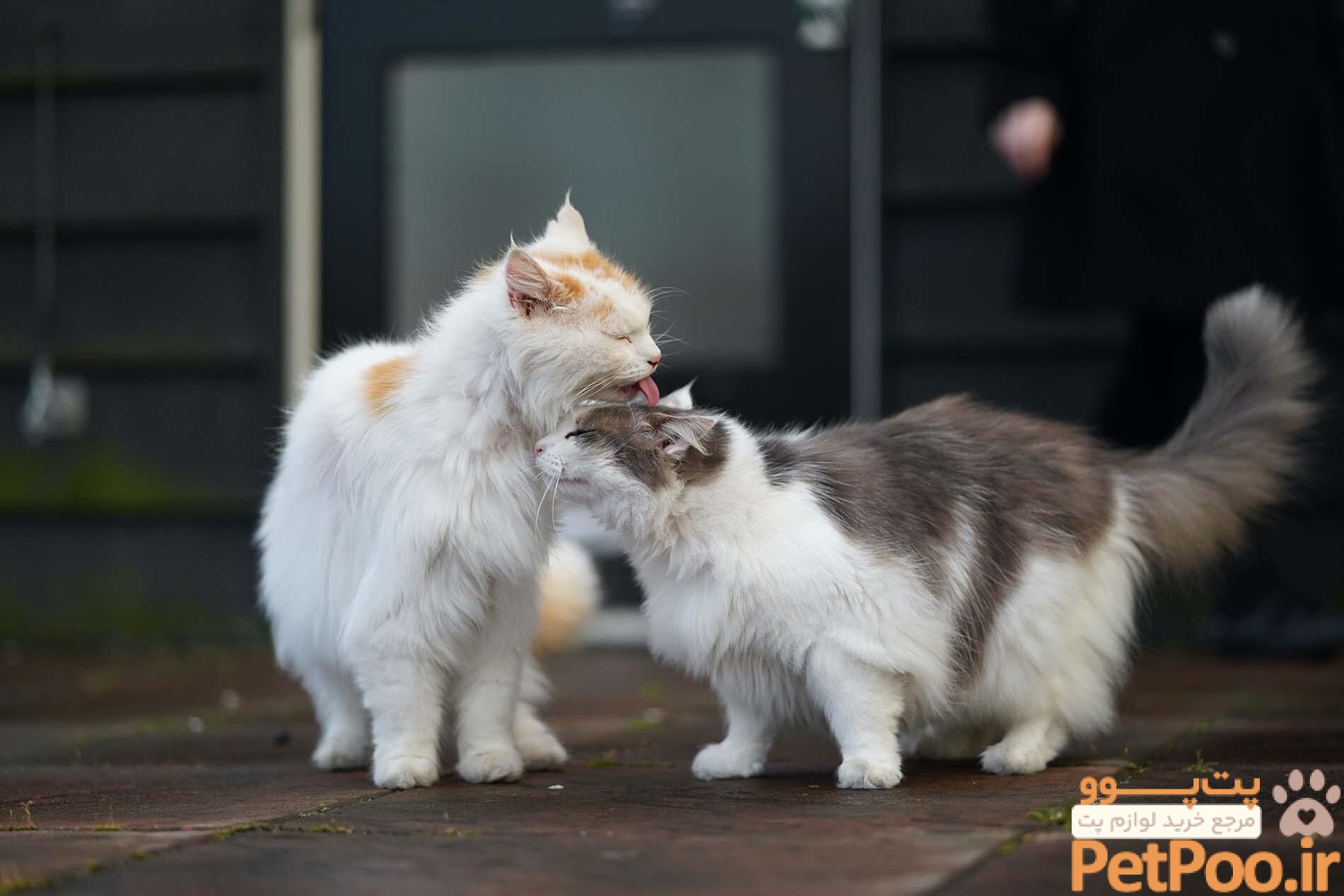از کجا بفهمیم گربه نر است یا ماده؟ 3 Getting another cat - Help & Advice I Cats Protection
