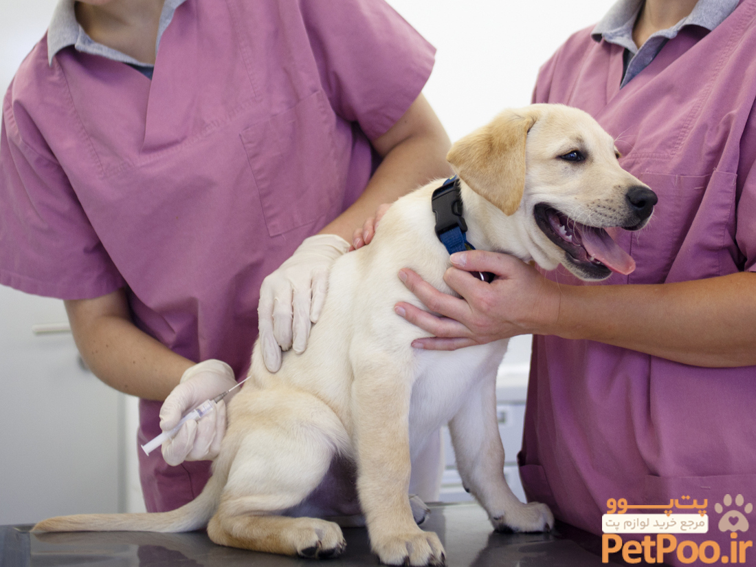 Many dog owners have 'canine vaccine hesitancy,' about the rabies shot : Shots - Health News : NPR