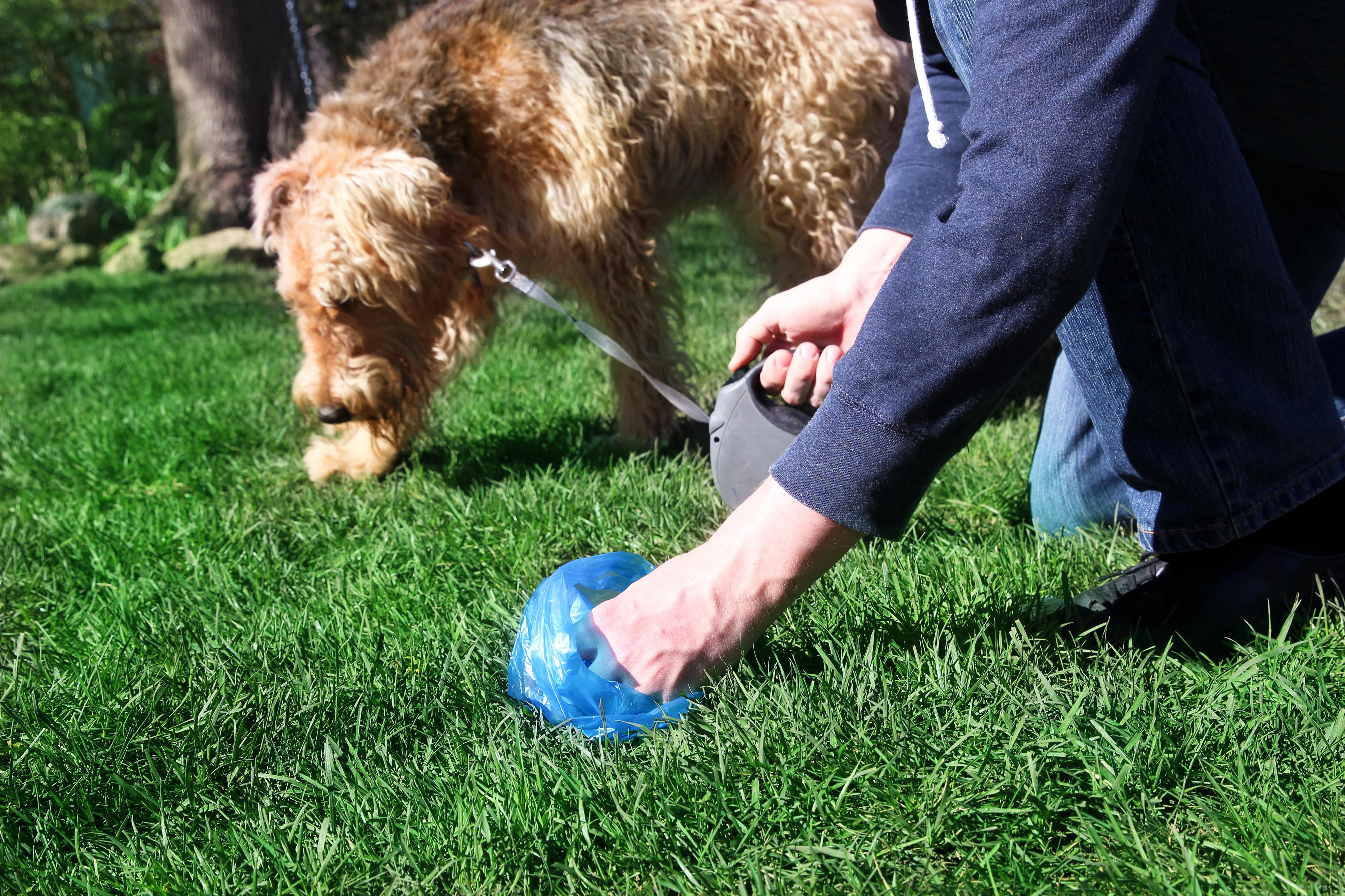 ALL ABOUT DOGS: Cleaning up after Fluffy is part of the territory