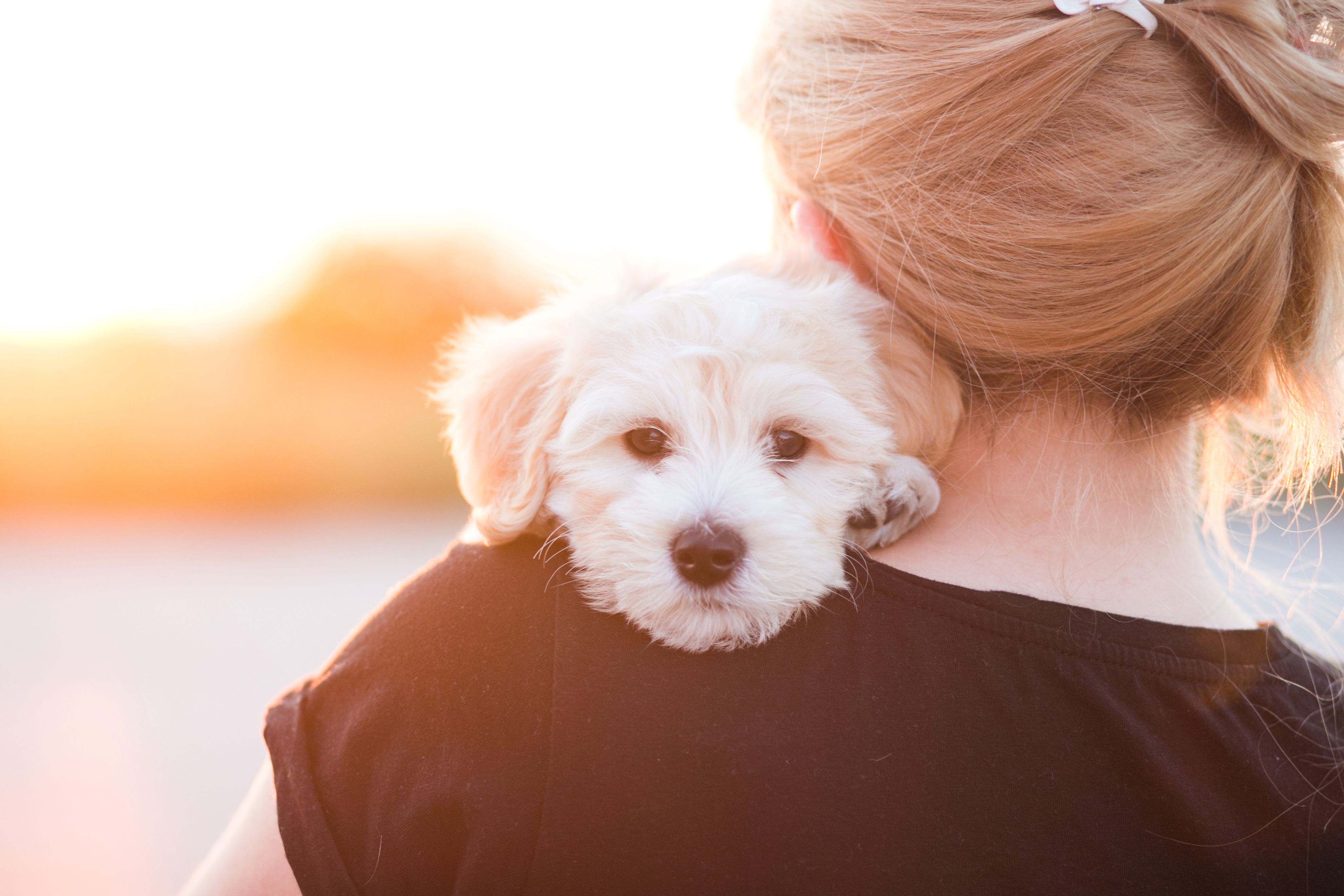 چگونه از حیوانات خانگی نترسیم؟ راههای مقابله با ترس از جانوران! 3 Signs of Fear in Dogs and How to Help