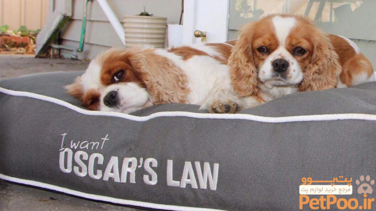 Ethical Dog Buyers Guide - avoiding puppy mills when buying a new puppy