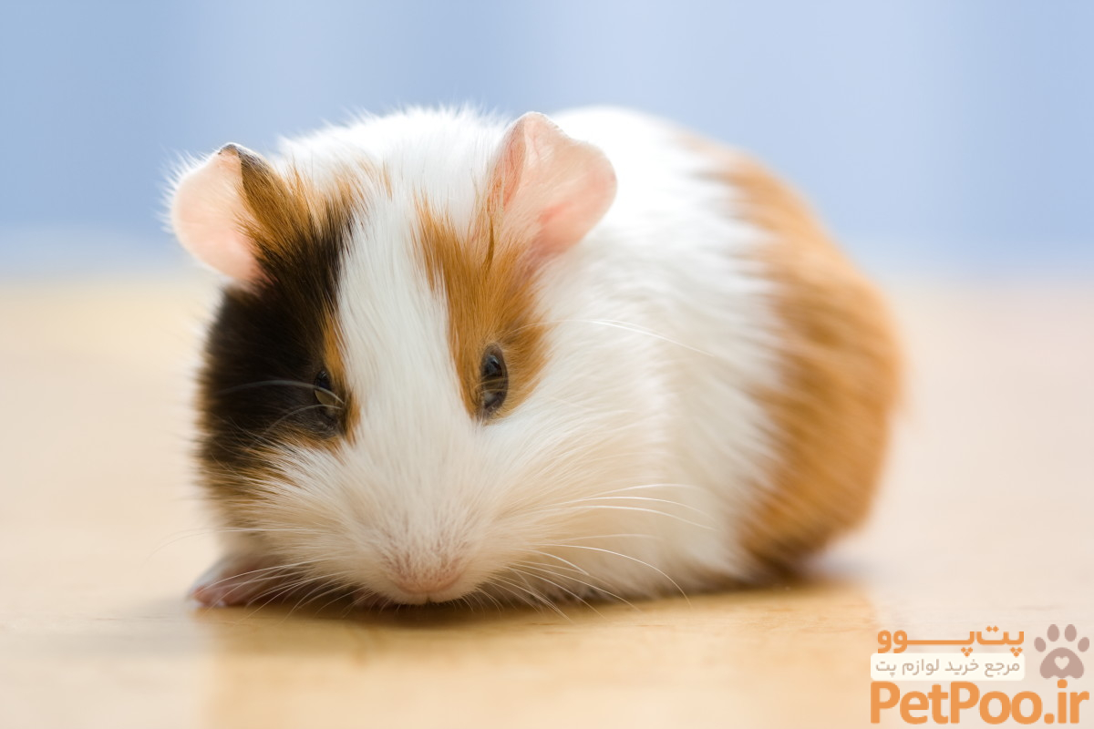 تفاوت موش، همستر و خوکچه هندی چیست؟ 4 72 Cute and Funny Guinea Pig Names - PetHelpful