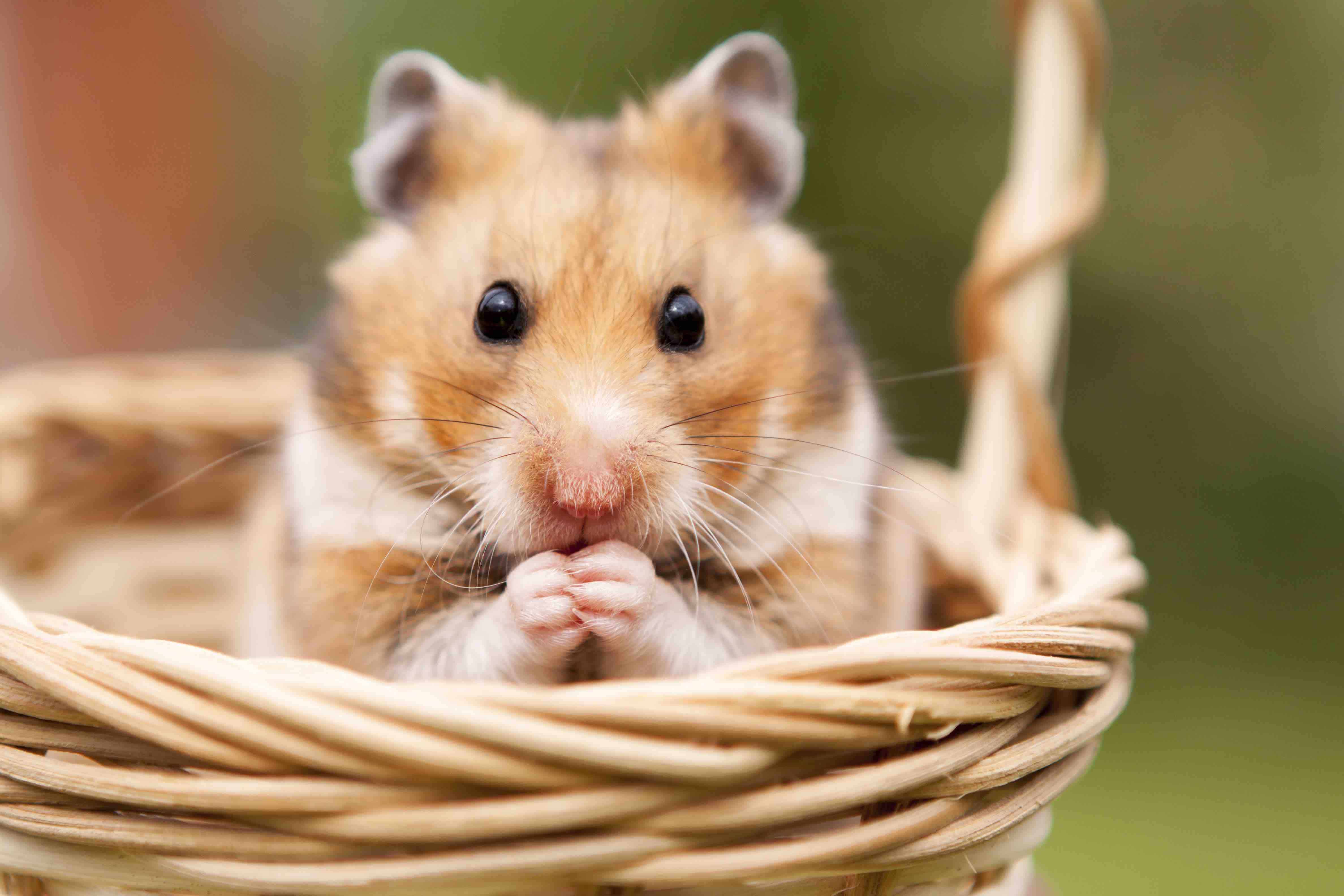 تفاوت موش، همستر و خوکچه هندی چیست؟ 3 50 Unique Hamster Facts That Are Just So Adorable - Facts.net