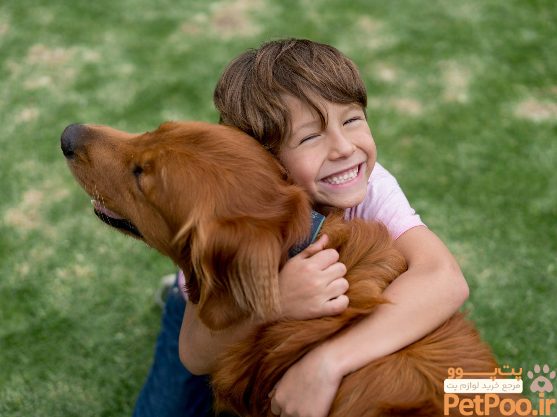 بهترین حیوانات خانگی برای کودکان چیست؟ 2 20 Best Dog Breeds for Families With Kids and Small Children