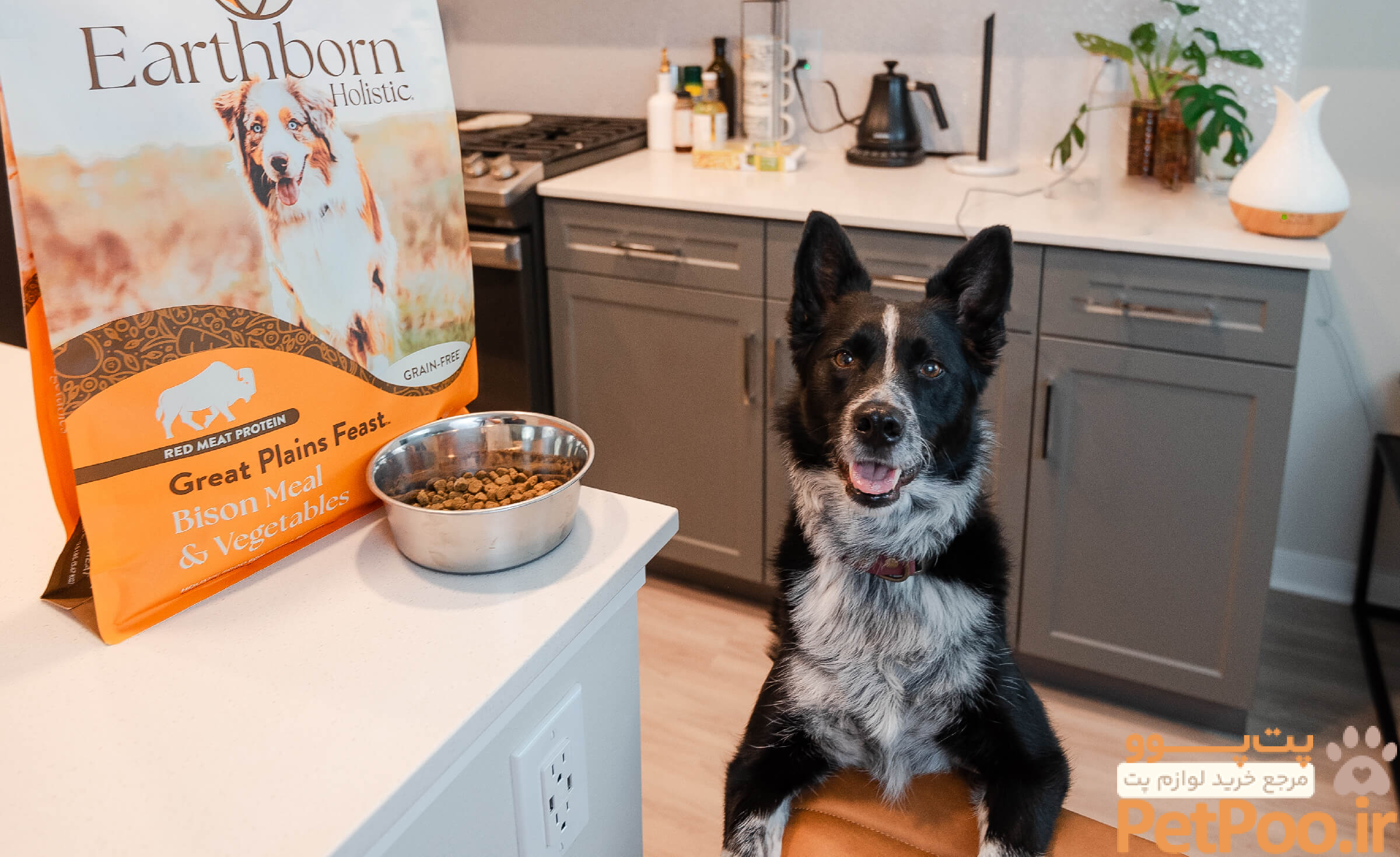 سگ ها در روز به چه مقدار ورزش نیاز دارند؟ روزانه چقدر با سگم بازی کنم؟ 4 How Often Should I Feed My Dog During the Day? | Earthborn Holistic Pet Food
