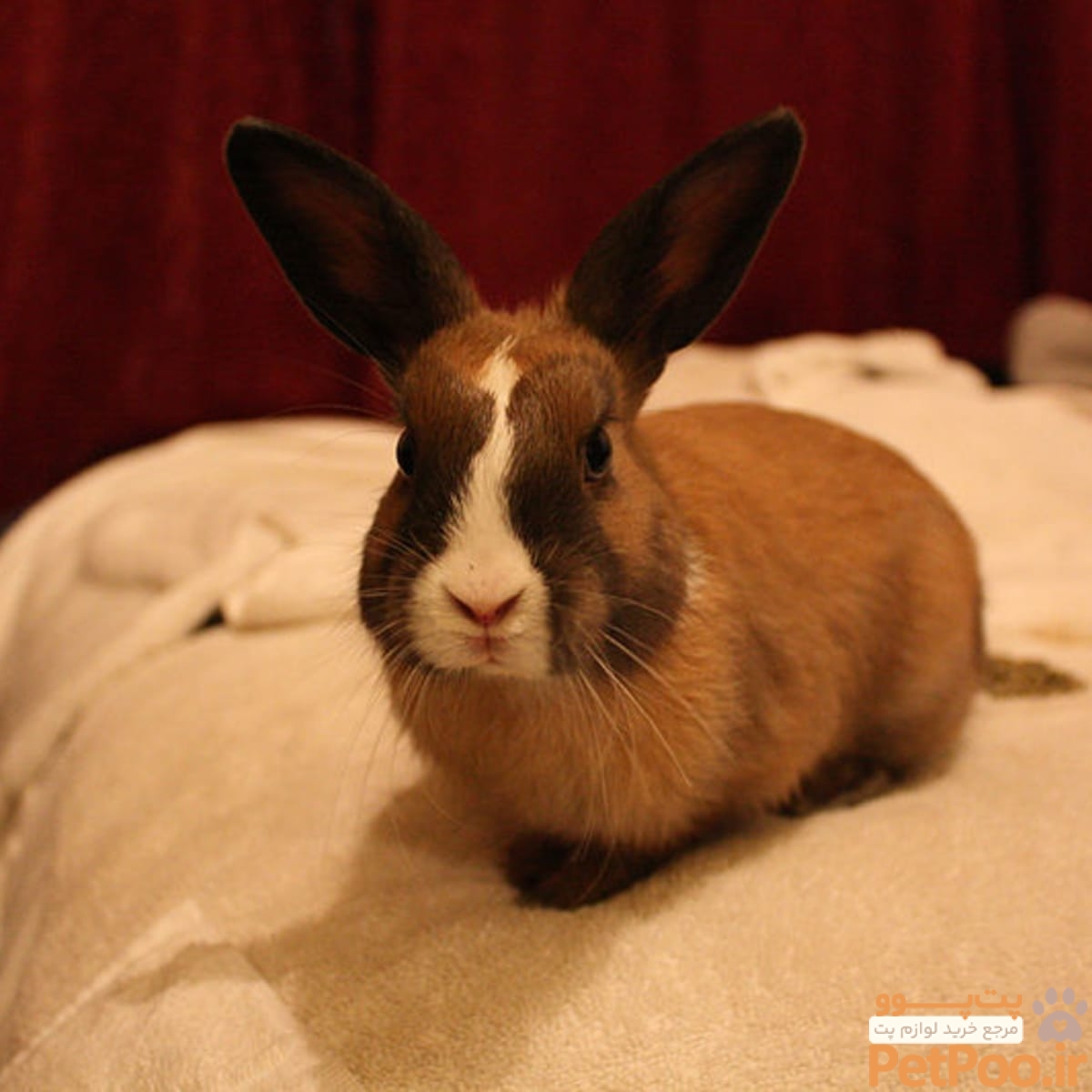 راهنمای تشخیص جنسیت خرگوش! نر یا ماده است؟ 1 How to Help Pet Rabbits Adjust to a New Home - PetHelpful