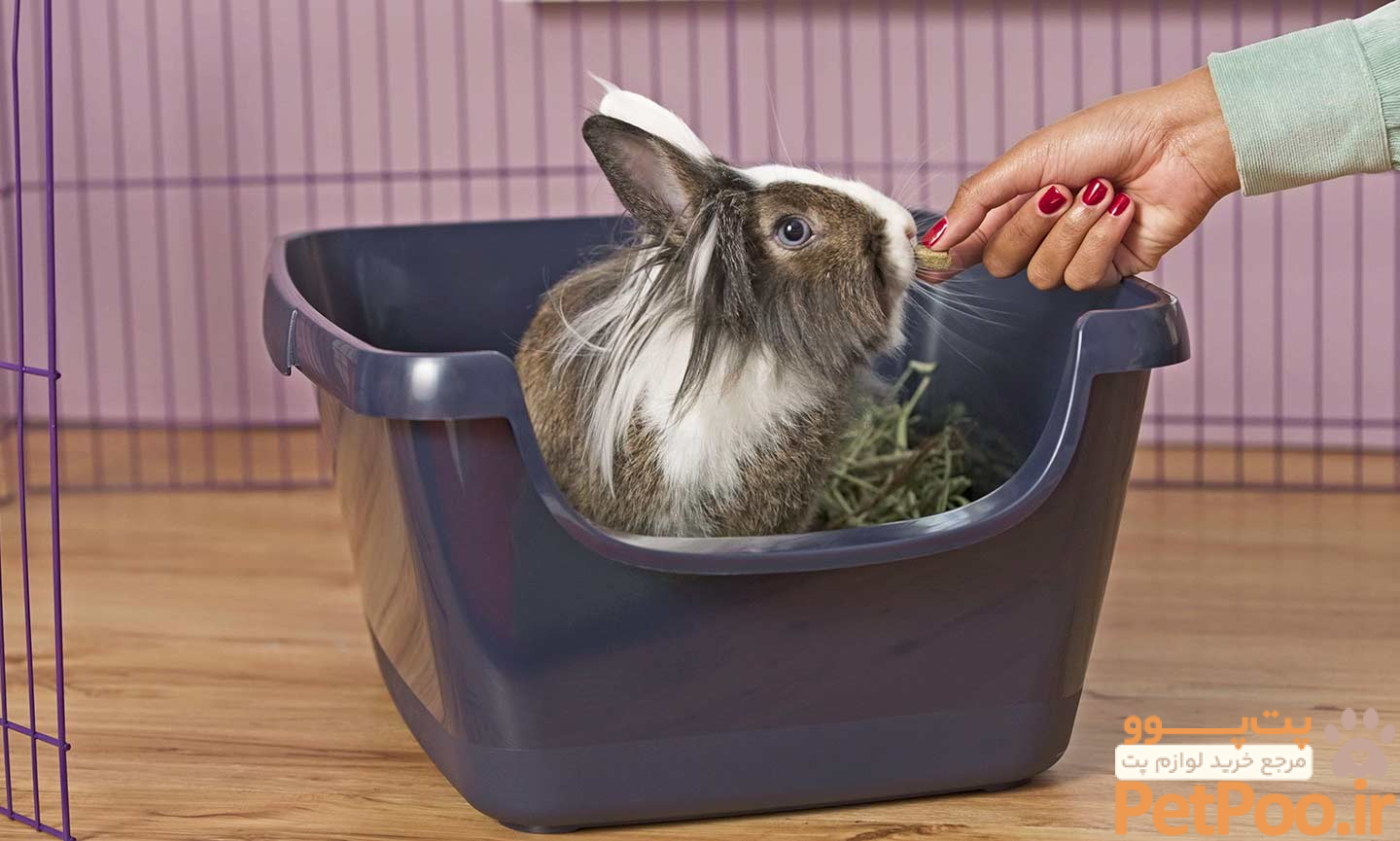 چگونه برای خرگوش جای دستشویی درست کنیم؟ 2 How to Litter Train a Rabbit: A Step-by-Step Guide | BeChewy