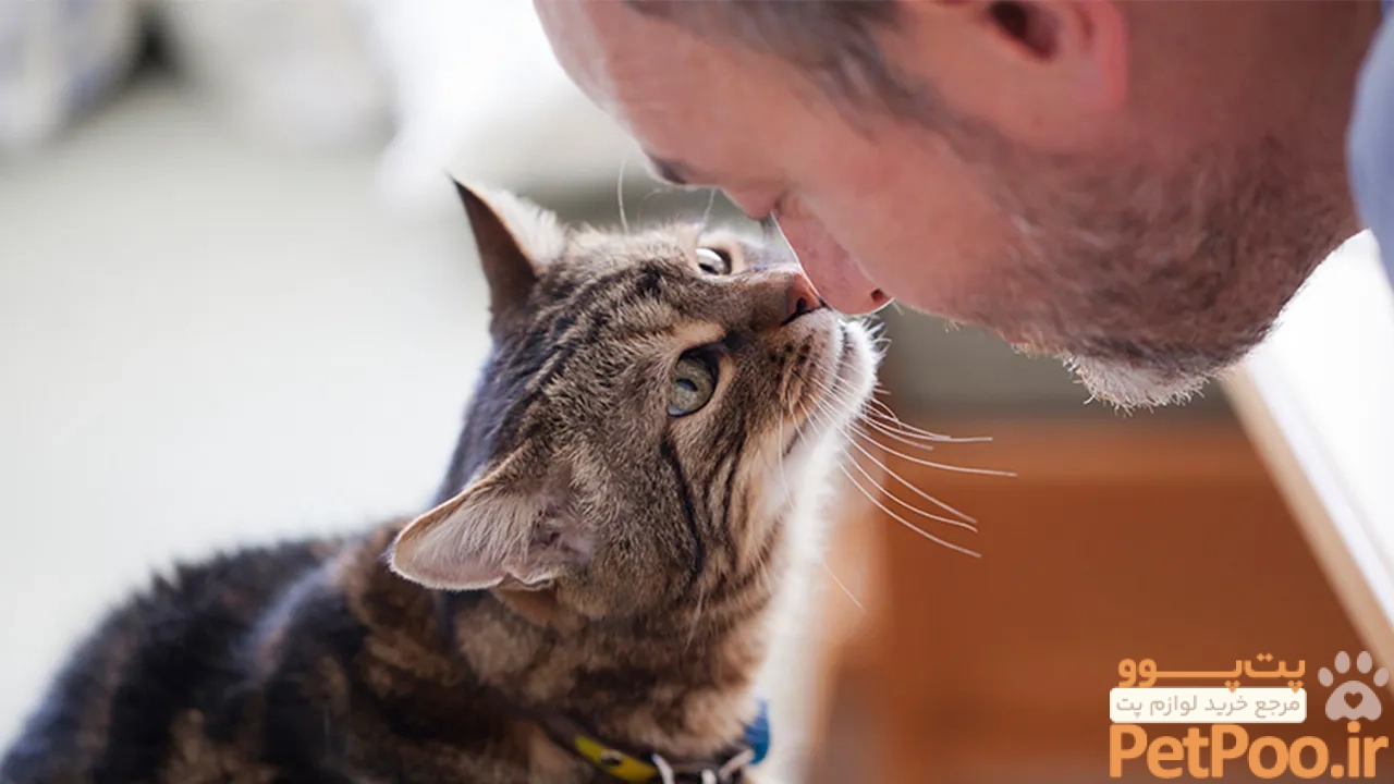 چگونه یک گربه را عاشق خود کنیم؟ 1 how to make a cat fall in love with you cover