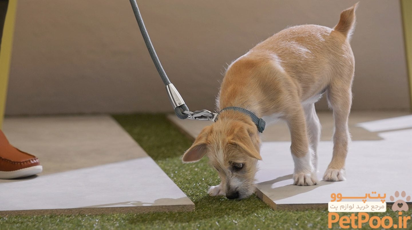 How to Potty Train A Dog in 7 Days | BeChewy