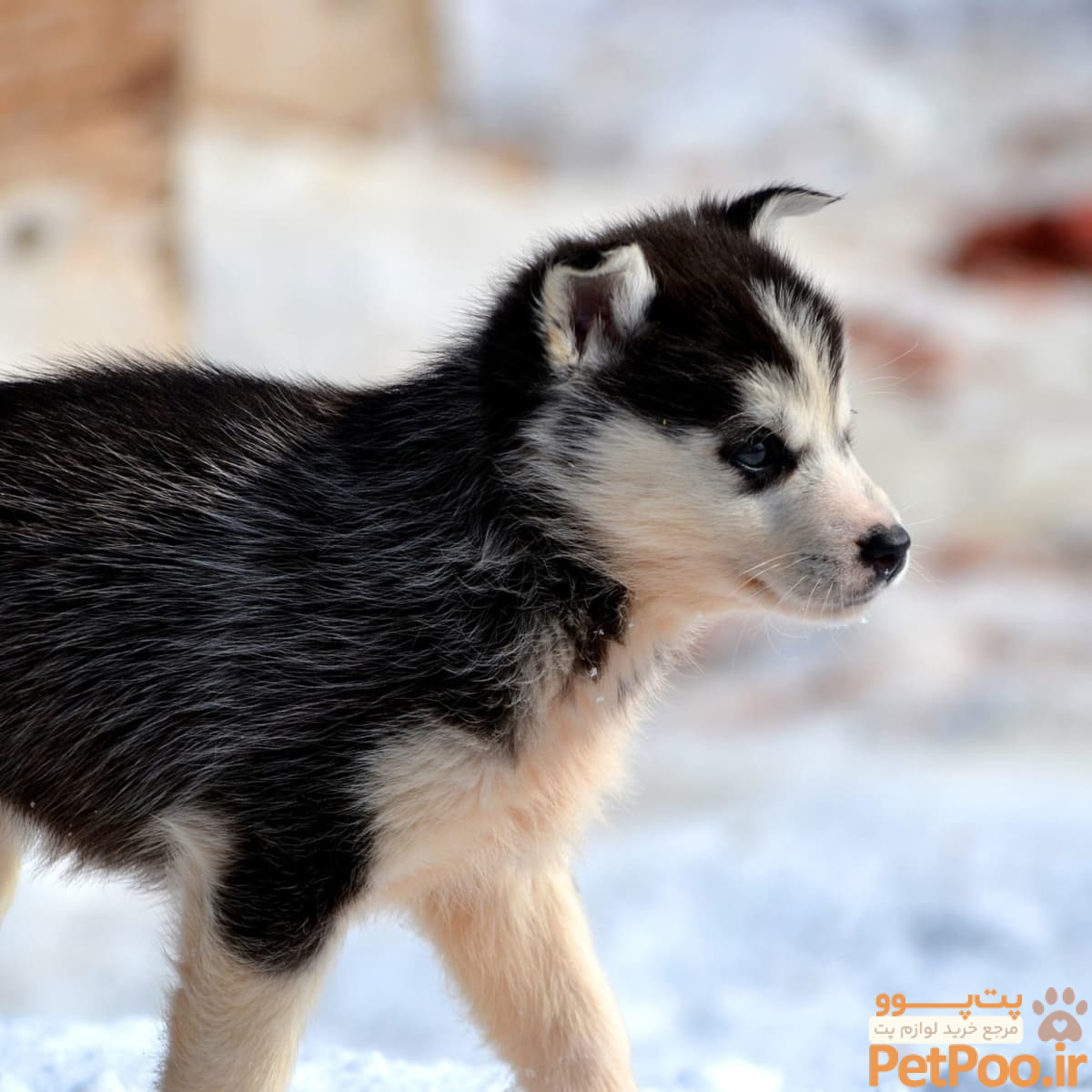 راهنمای نگهداری از سگ هاسکی: آموزش قدم به قدم 7 How to Train and Take Care of a New Siberian Husky Puppy - PetHelpful
