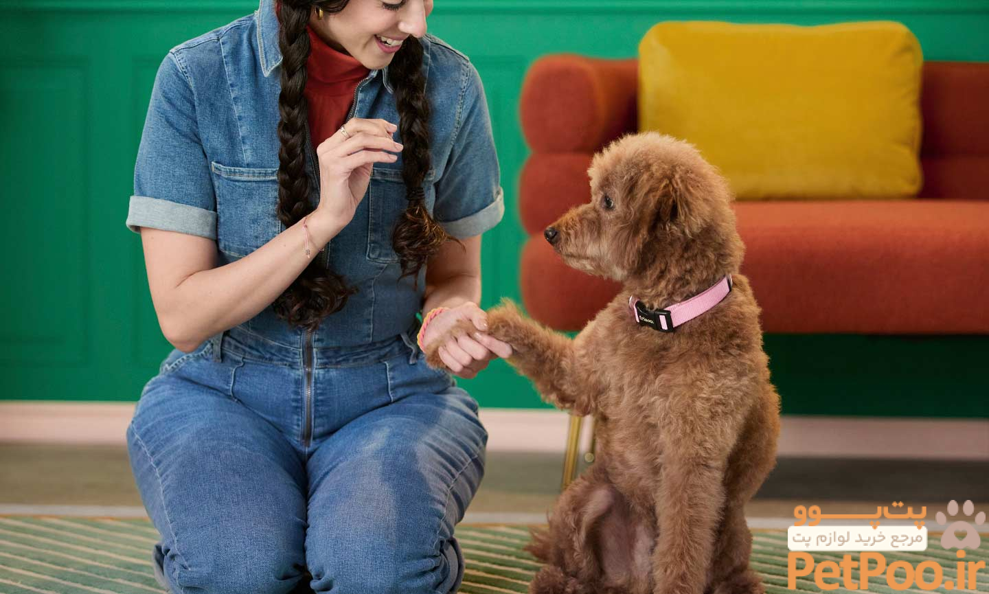 راهنمای آموزش دست دادن به سگها: آموزش قدم به قدم 4 How to Teach a Dog to Shake a Paw (Because Pup Handshakes Are the Cutest) | BeChewy