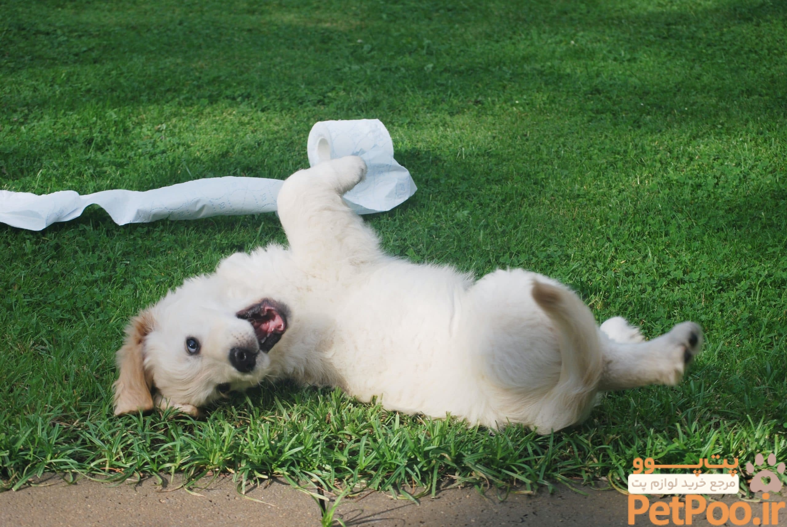 راهنمای 10 مرحلهای آموزش دستشویی سگ در جای مخصوص 4 How to Toilet Train a Puppy Fast - The Essential Guide - Piddle Patch