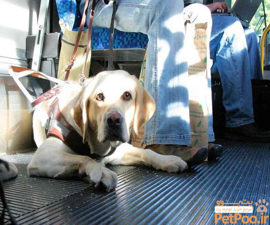 Best Tips on Travelling With Pets in Car, Bus, Train & Aeroplane
