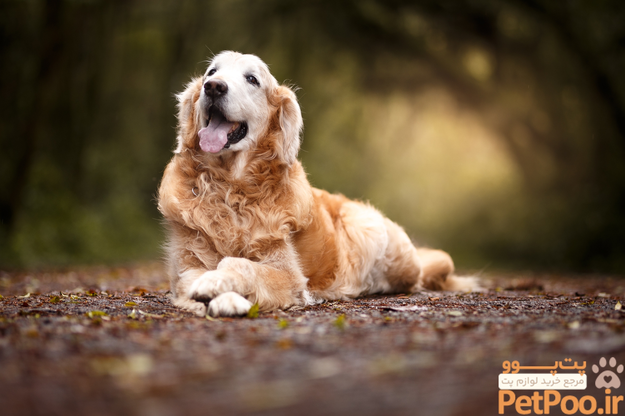 Dog Years: The 5 Stages of Your Pet's Life - Pet Townsend Veterinary Clinic