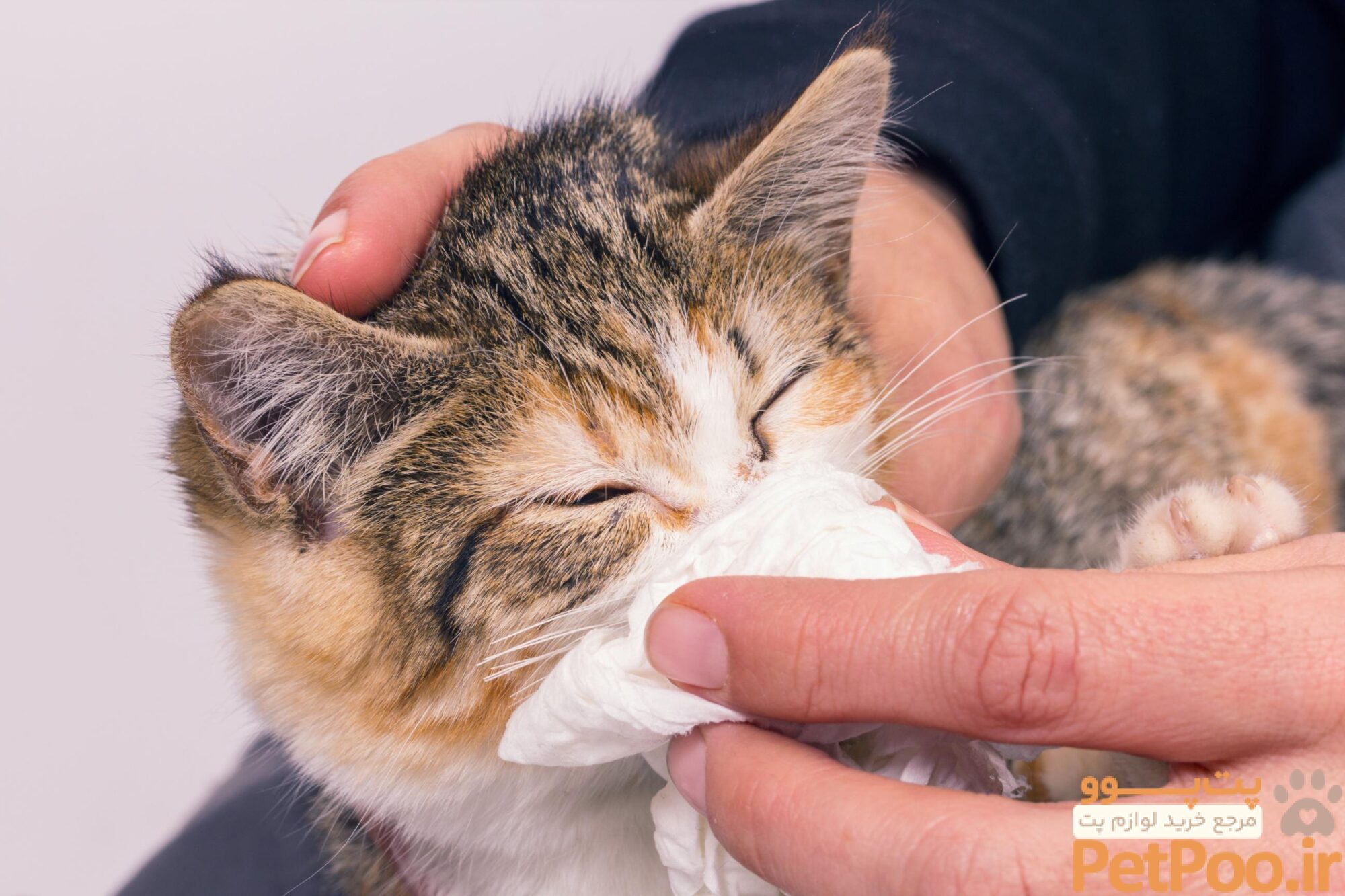 Common Cat Illnesses and Treatments | East Sacramento Veterinary Center | East Sacramento Veterinary Center