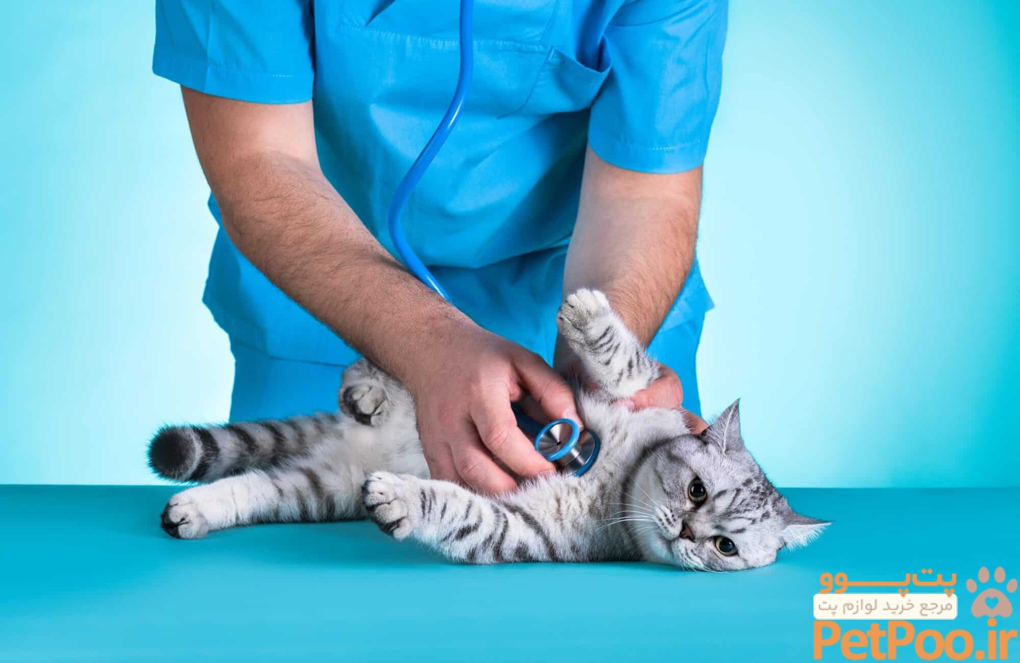 Understanding Common Cat Illnesses and Their Treatments | Cherry Creek Veterinary Hospital
