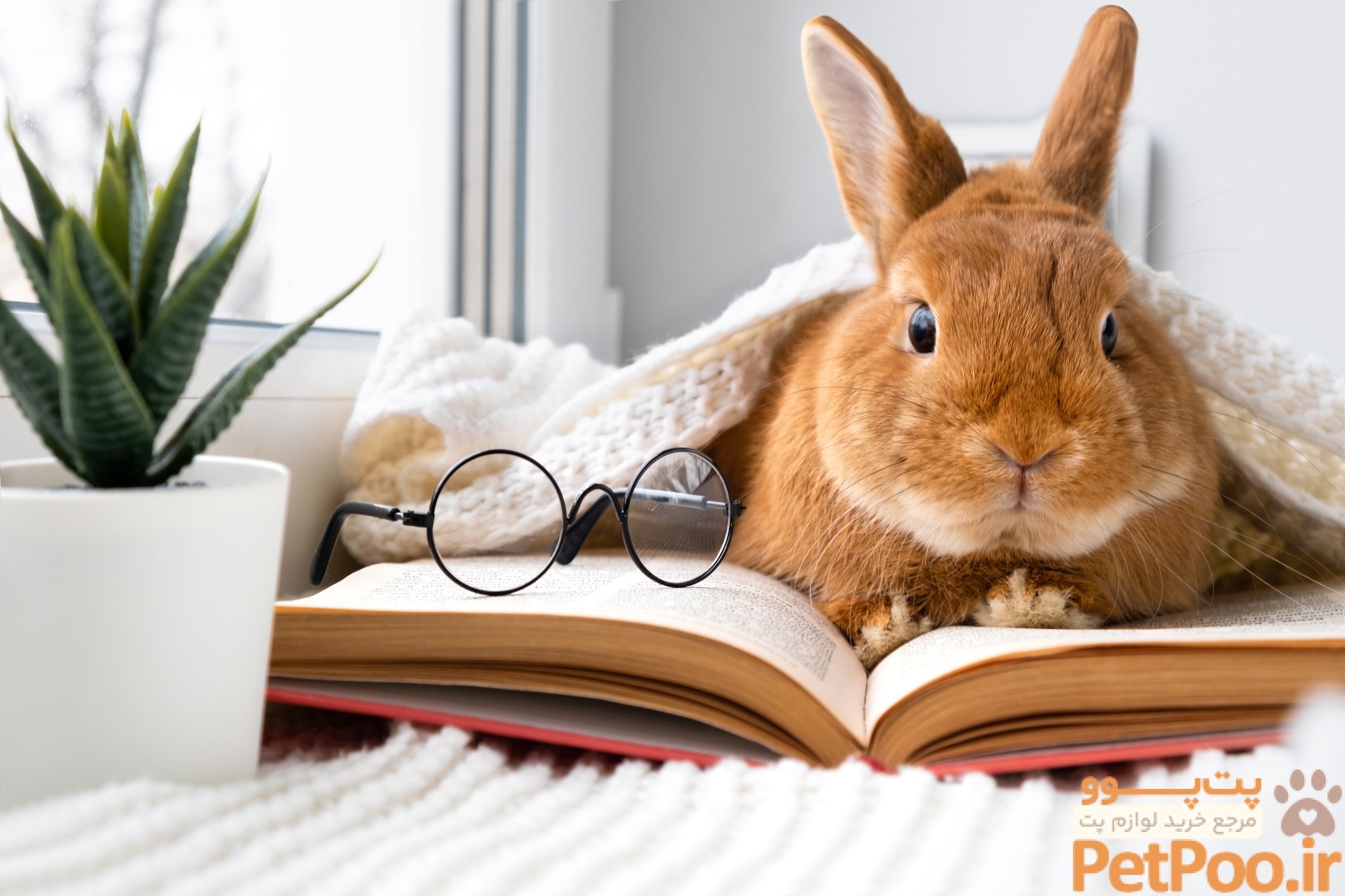 Rabbit Care Guide – Penny & Wild