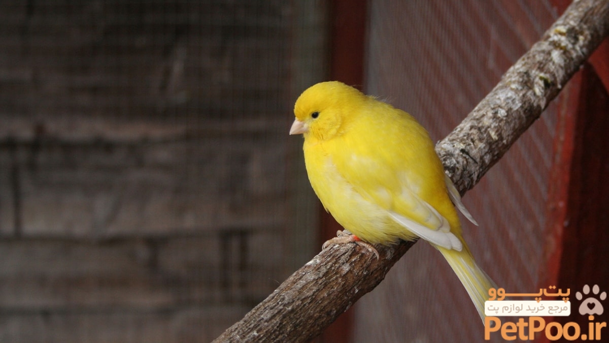 A Closer Look at Canaries | BeChewy