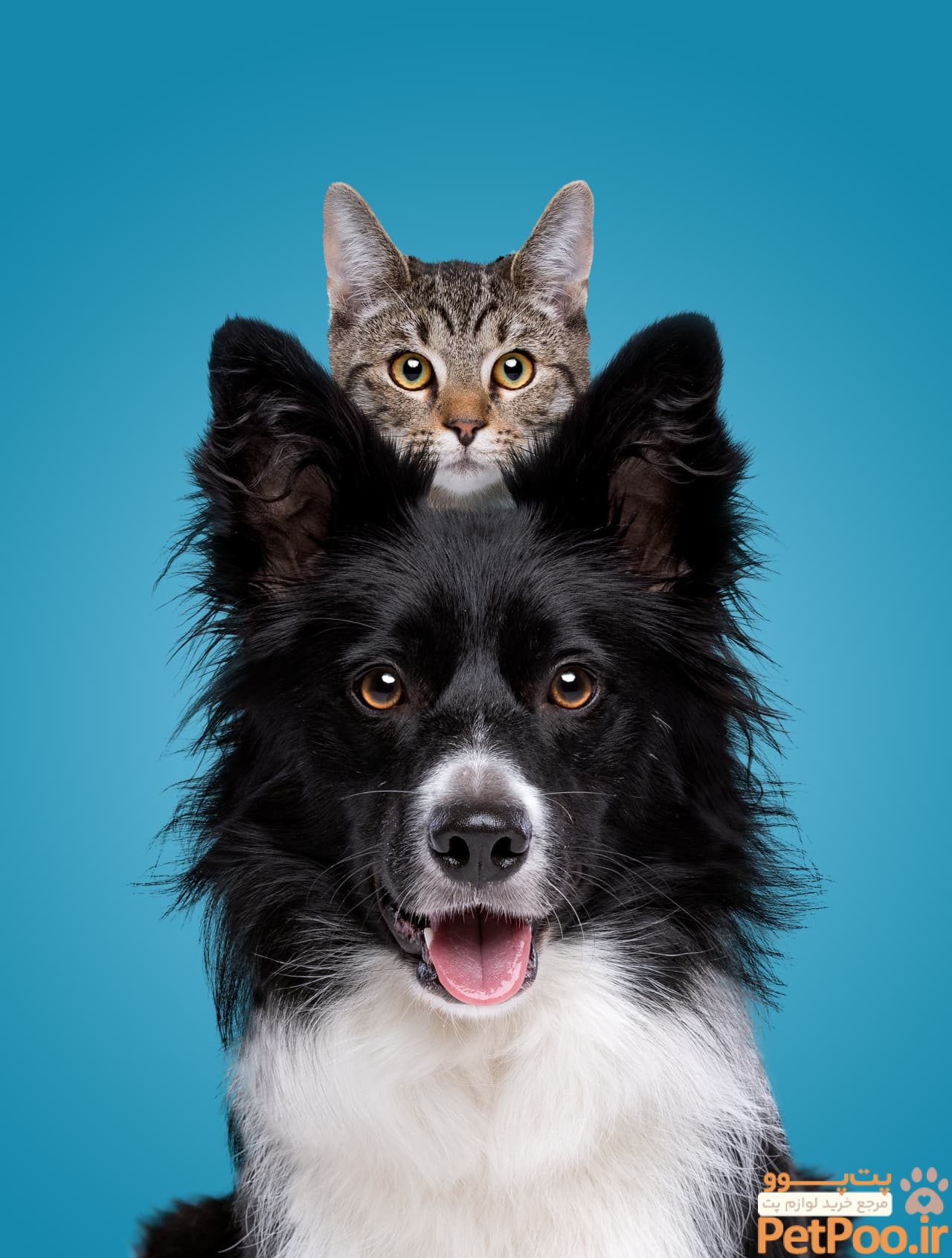 Cat vs. dog: Which one makes better financial sense?