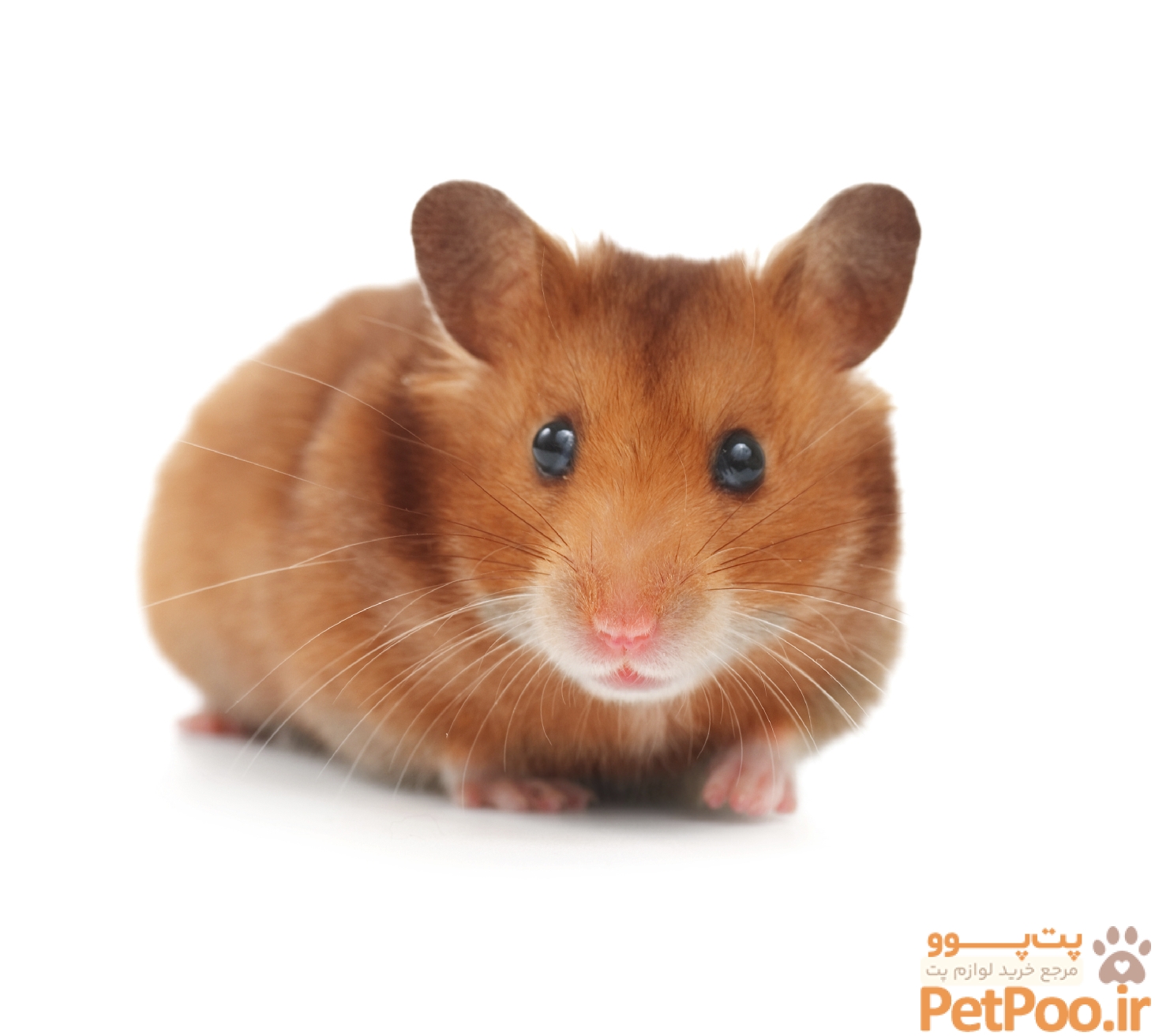 Hamsters - A rough guide to owning Hamsters - St Kitts Vets