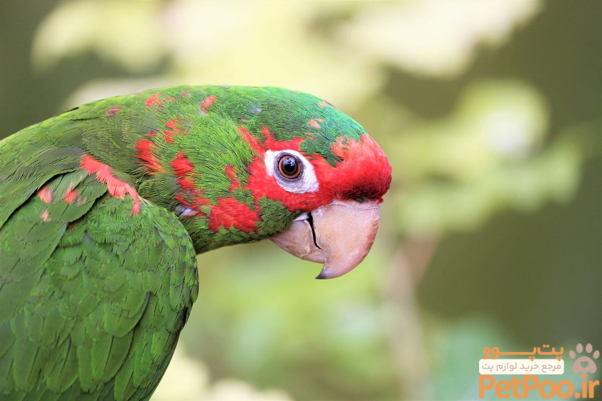 Brazilian veterinarian gives parrot a prosthetic beak - Upworthy