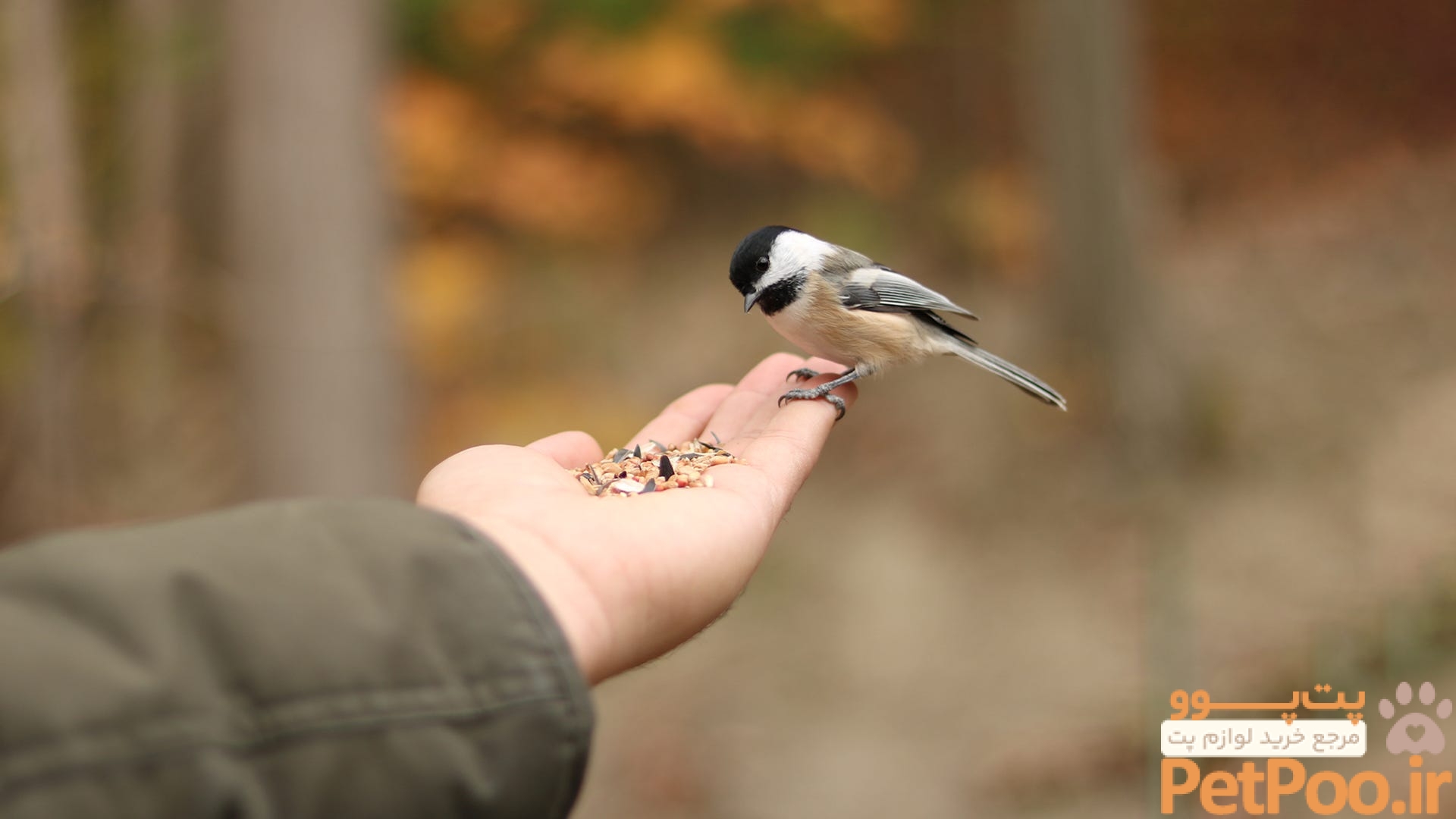 Want to hand-feed birds? Here's how to do it safely!