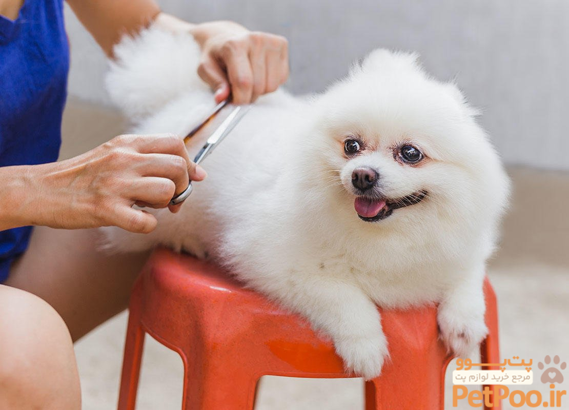 راهنمای کوتاه کردن موی حیوانات خانگی در منزل 4 Seven tips for grooming your dog at home