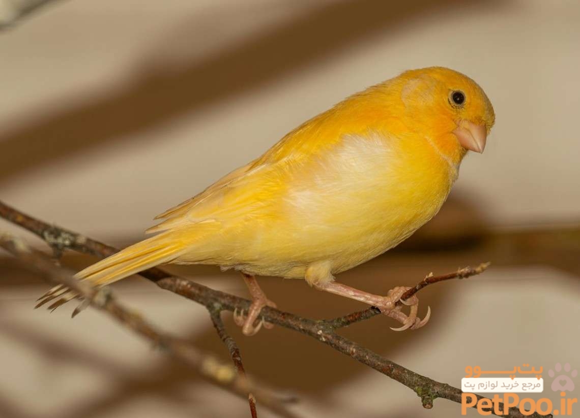 معرفی انواع پرنده برای نگهداری در خانه: معرفی نژادهای مختلف پرندگان 4 Canary Birds: A Colorful and Melodious Addition to Your Home - Teke Trek